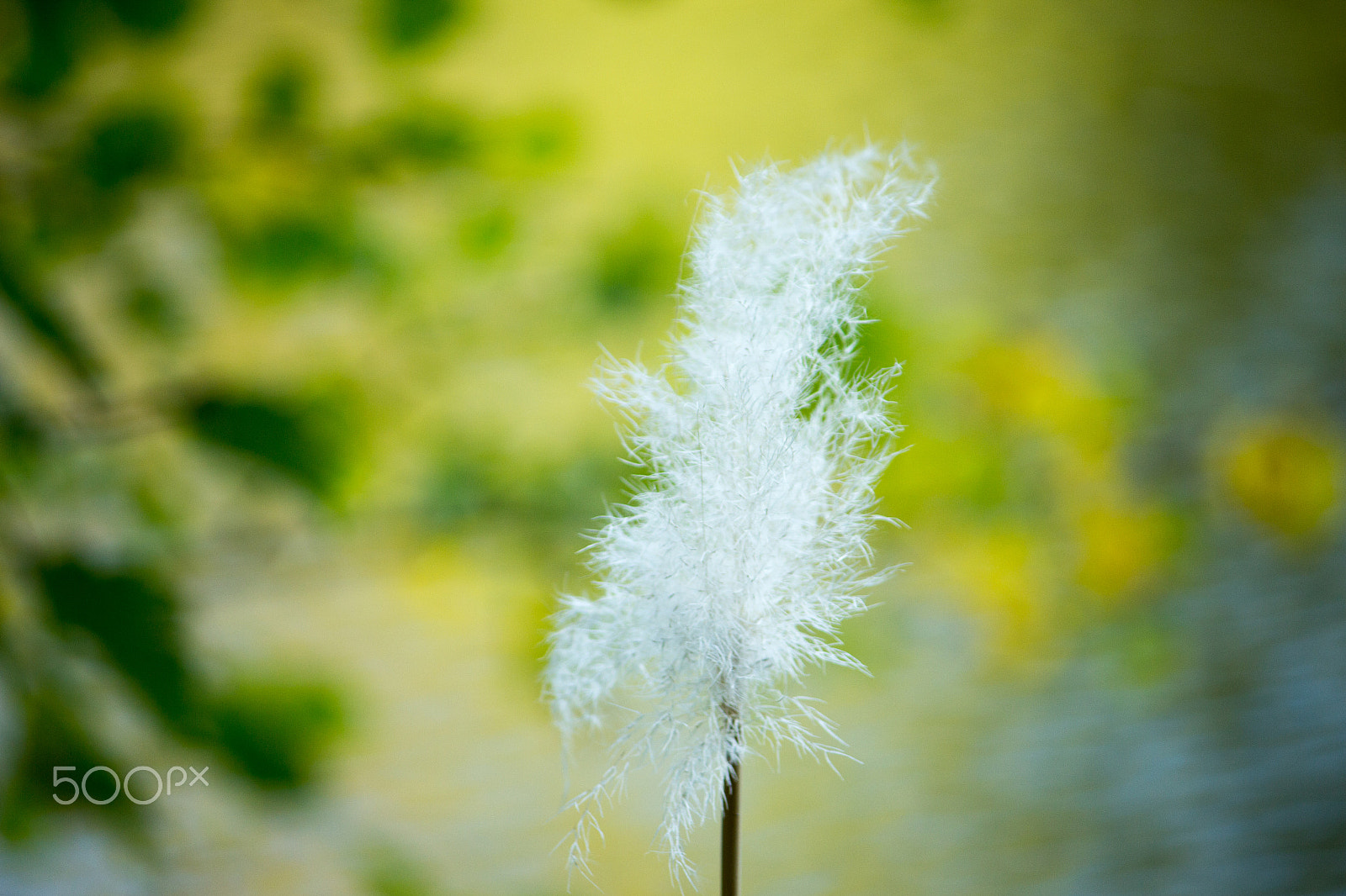 Canon EOS 650D (EOS Rebel T4i / EOS Kiss X6i) sample photo. Cottonflower photography