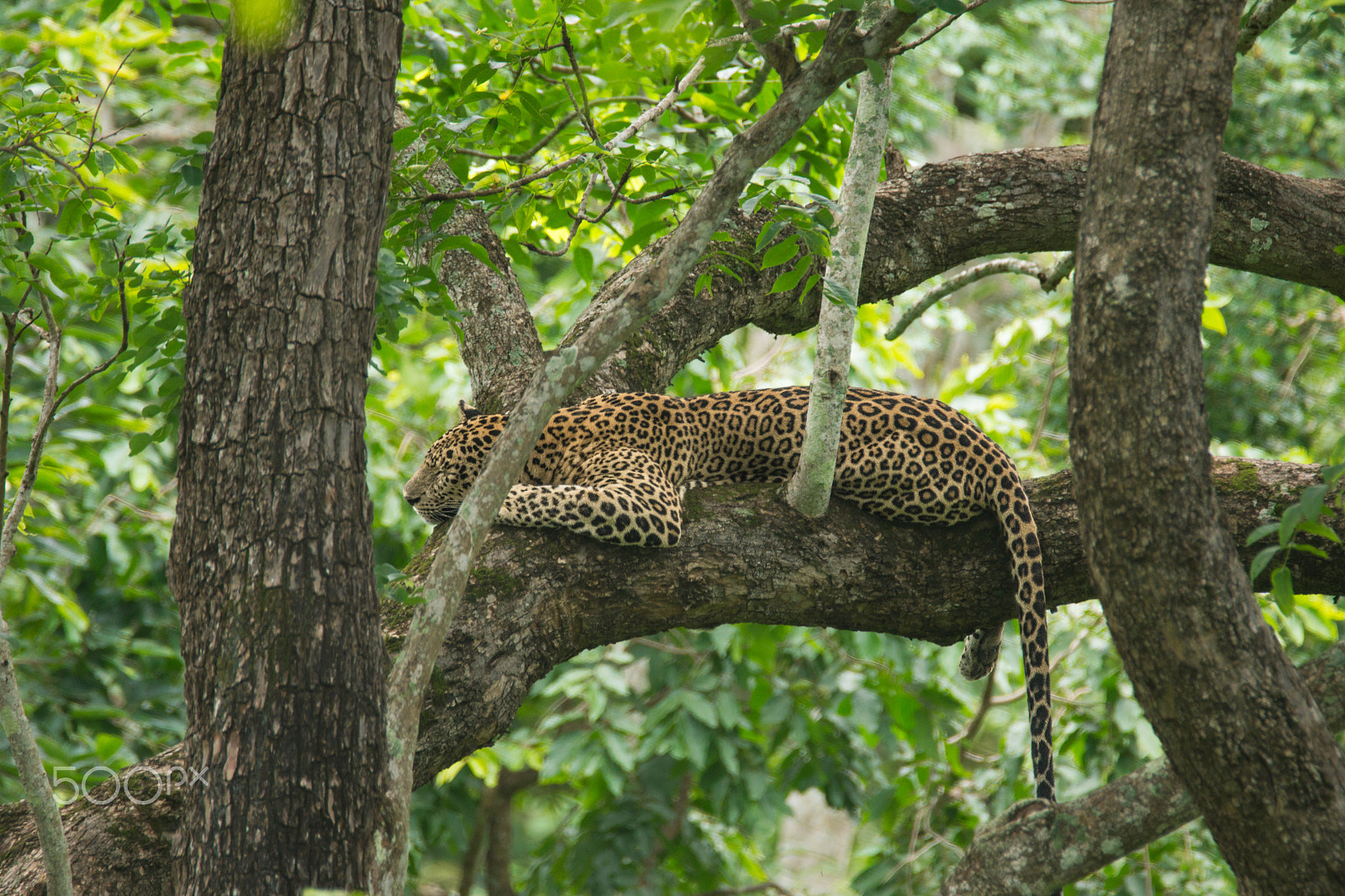 Sony SLT-A65 (SLT-A65V) + Tamron SP 150-600mm F5-6.3 Di VC USD sample photo. Time for a nap photography