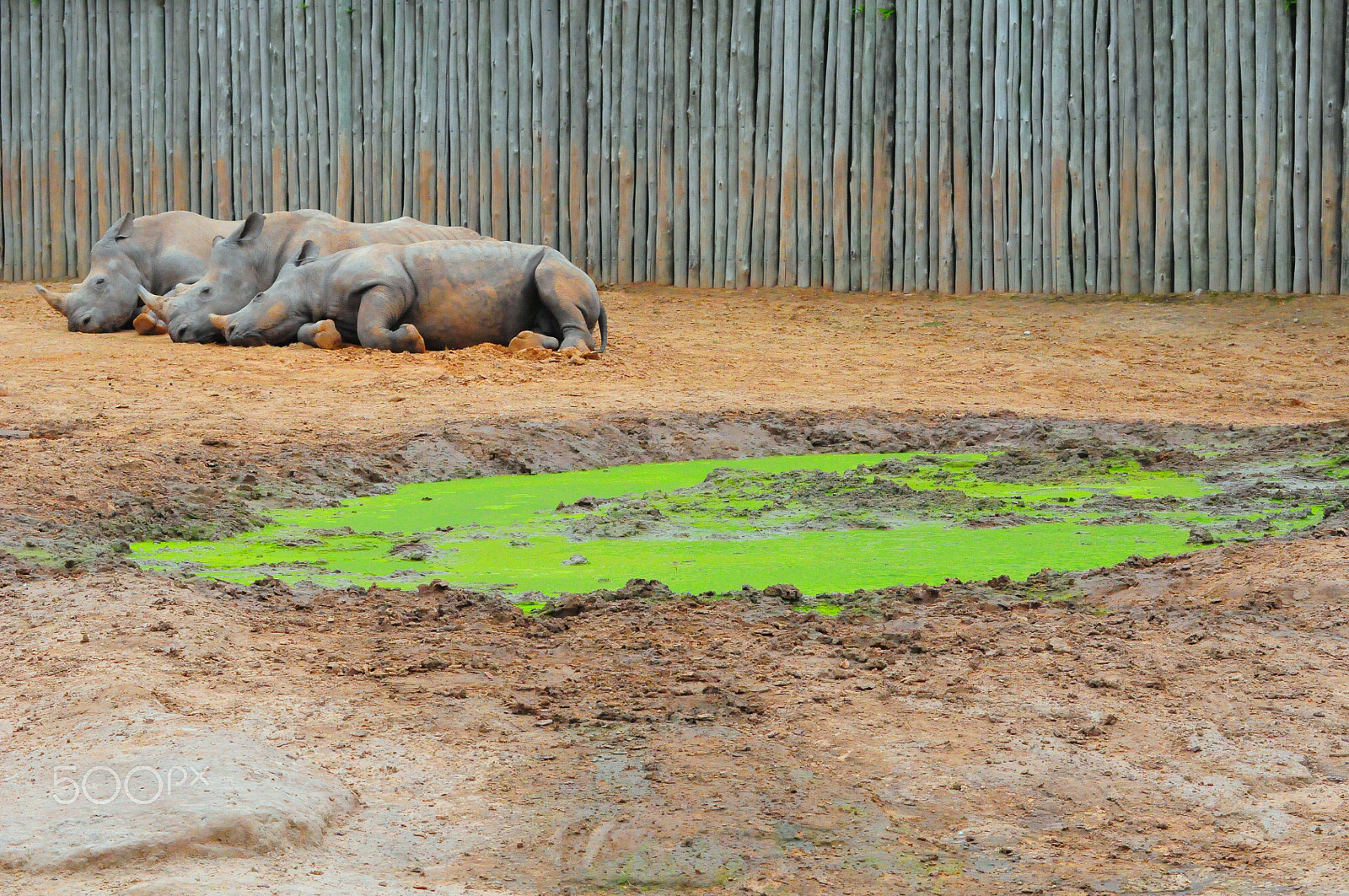 Nikon D300S sample photo. Rhino family photography