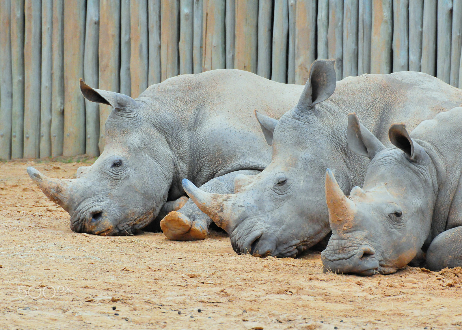 Nikon D300S sample photo. Rhino family photography