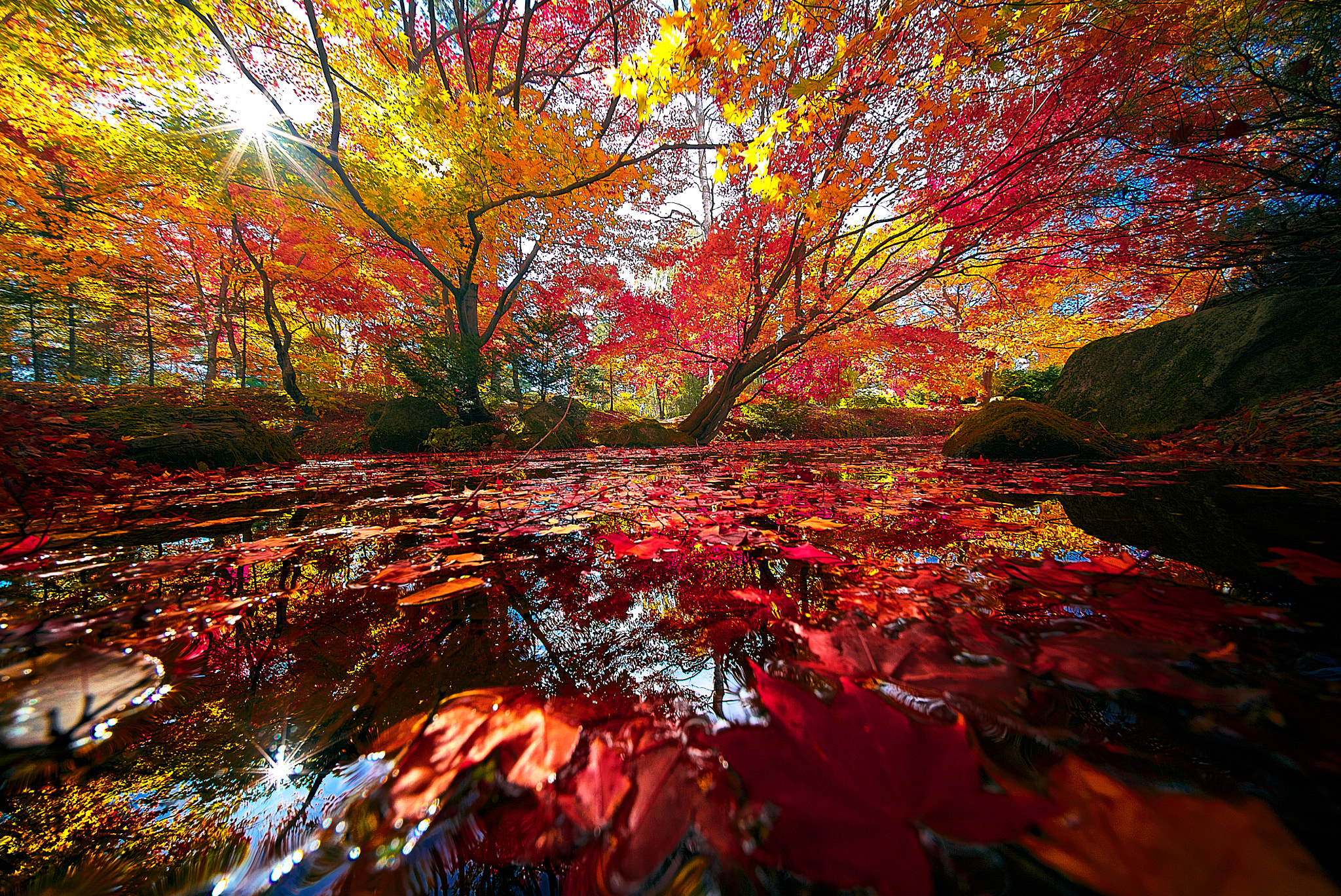 E 10mm F5.6 sample photo. Autumn stream photography