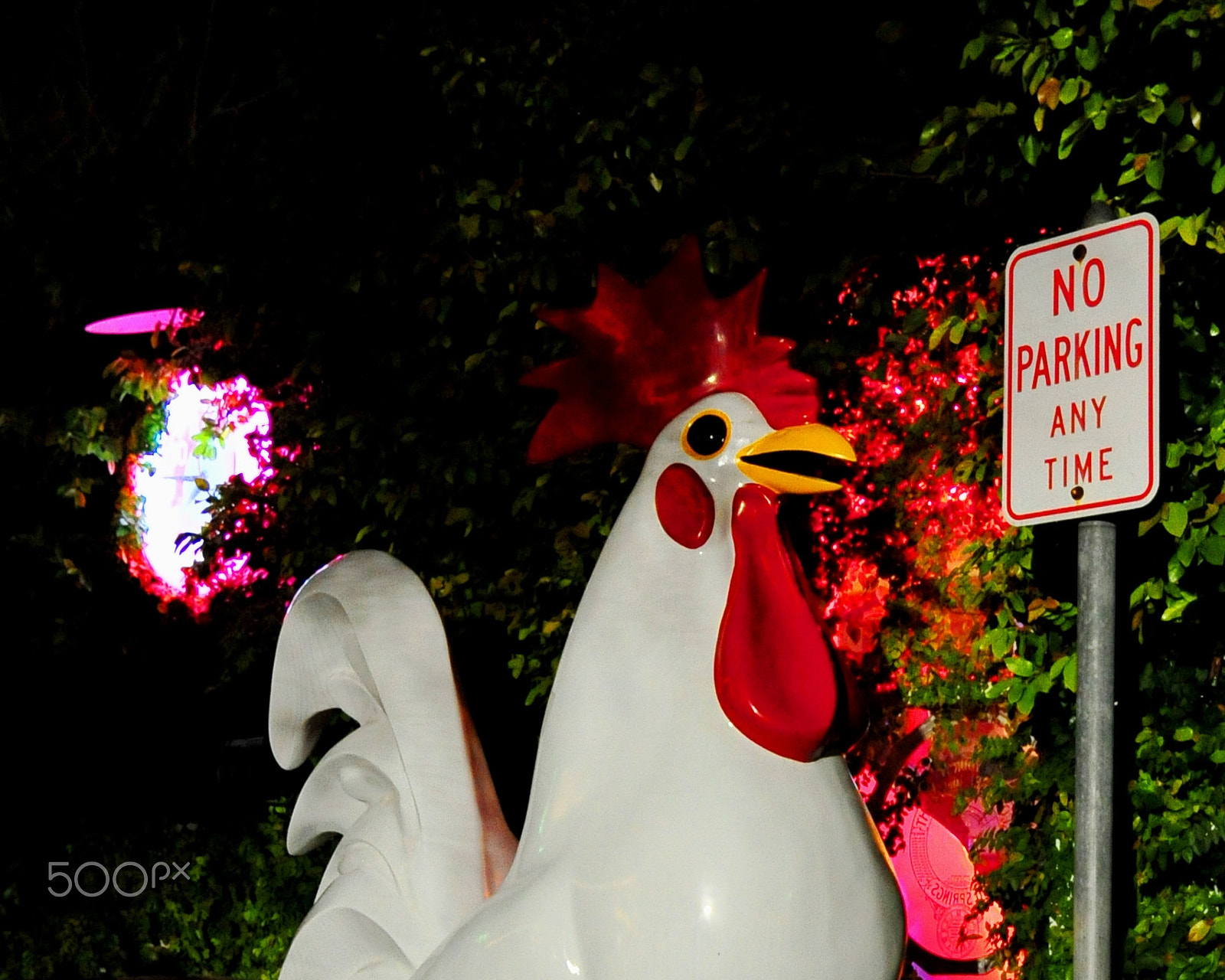 Nikon D3 sample photo. Parked chicken photography