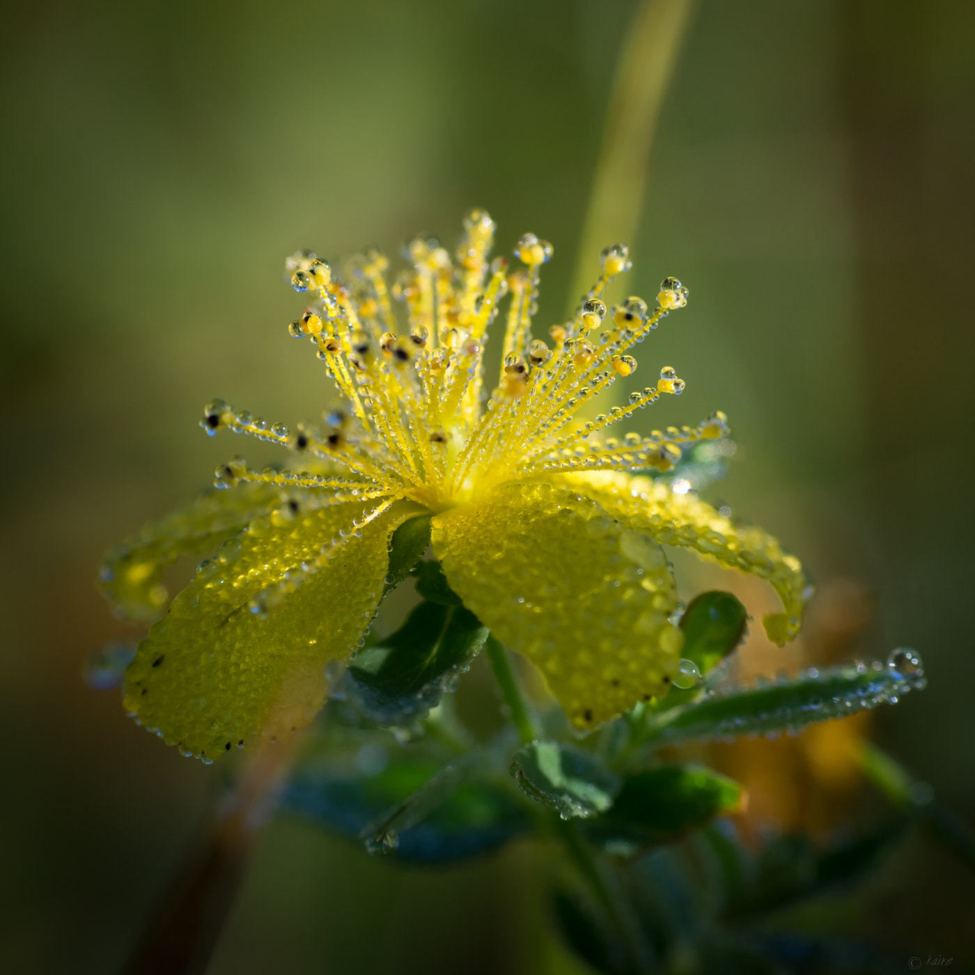 Sony SLT-A77 + Tamron AF 55-200mm F4-5.6 Di II LD Macro sample photo. Morning dew on yellow flower photography