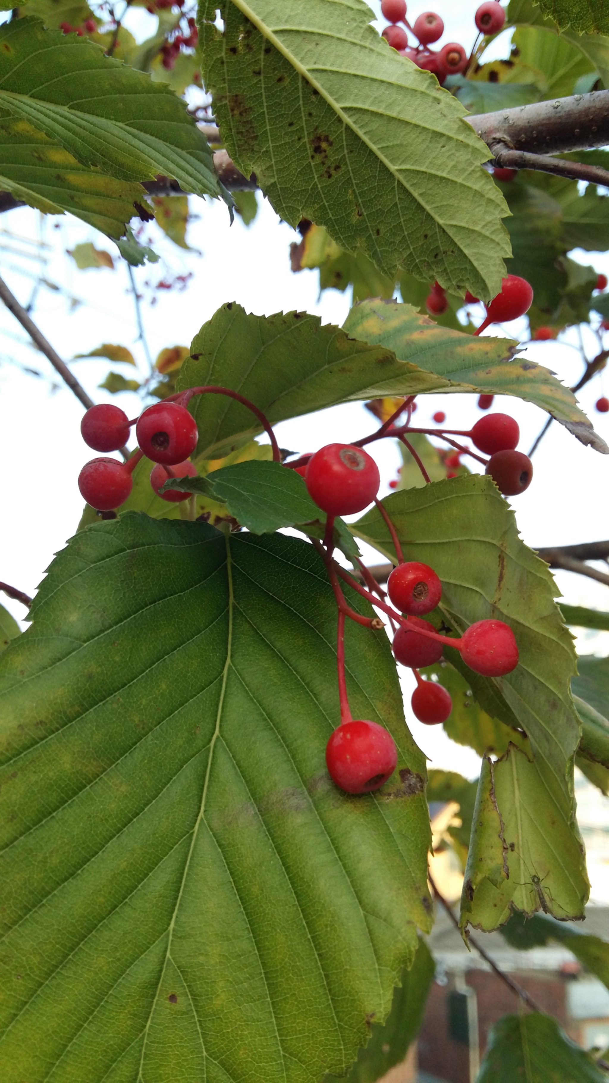 Samsung Galaxy Grand-Max sample photo