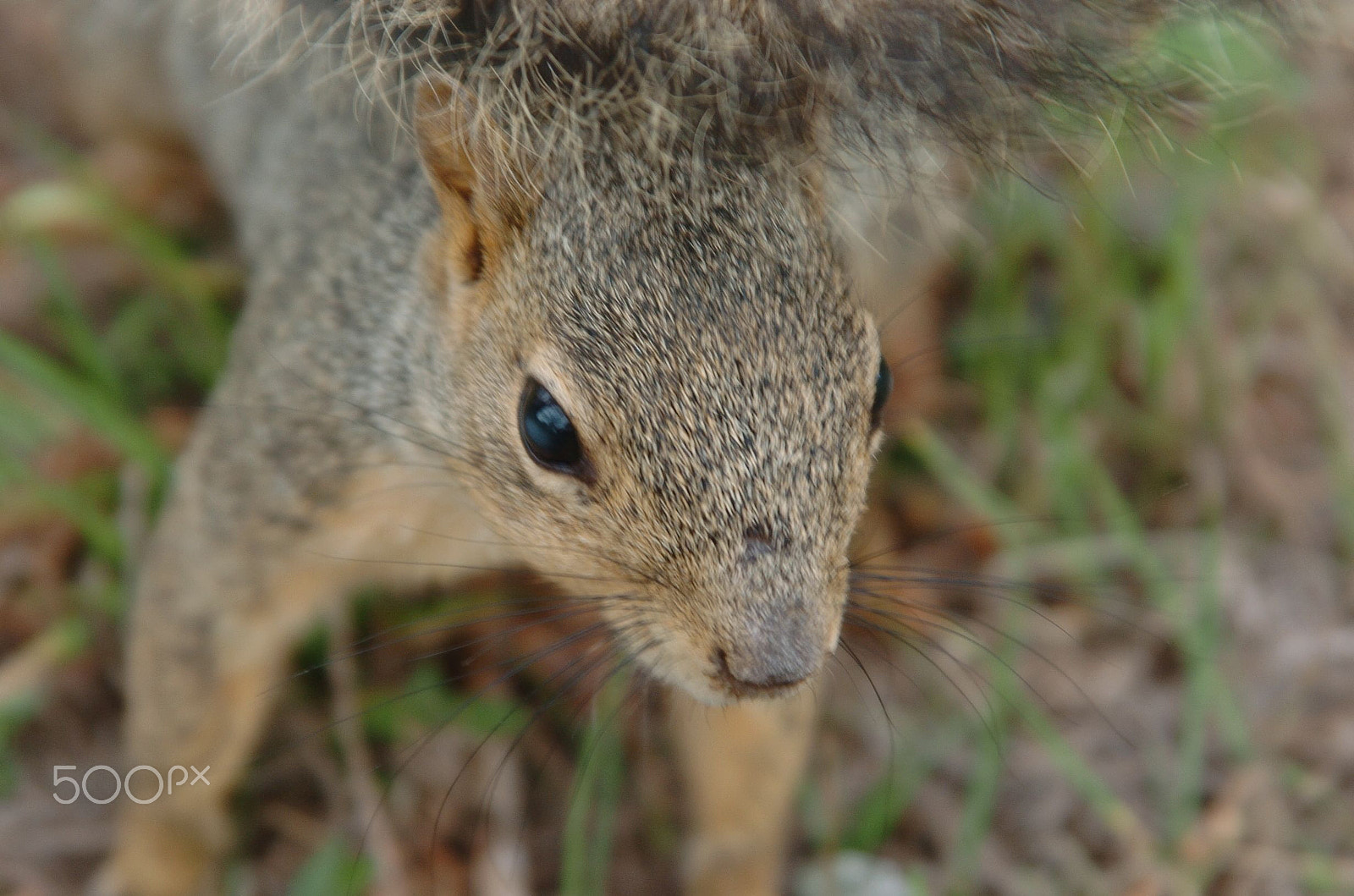 Nikon D2H sample photo. Back yard predator photography