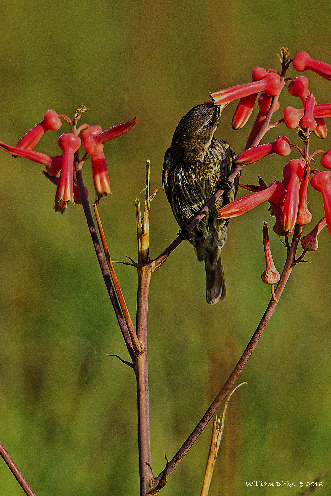 Sigma 150-500mm F5-6.3 DG OS HSM sample photo. Amethyst sunbird having breakfast photography
