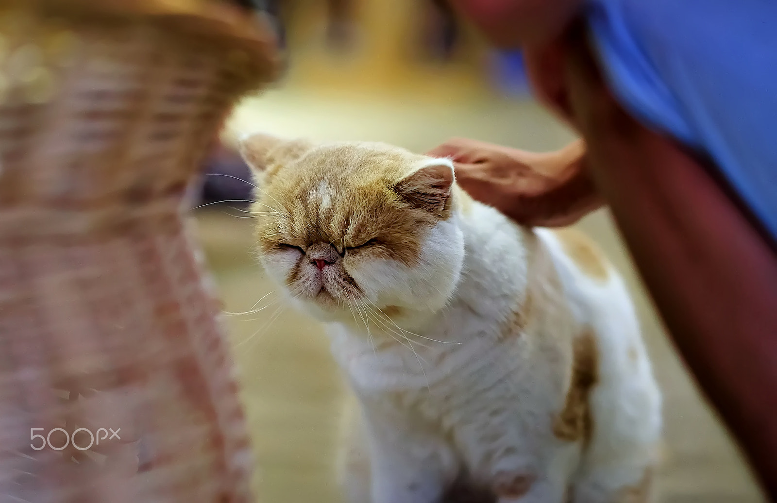 Sony Planar T* 85mm F1.4 ZA sample photo. Caressing photography
