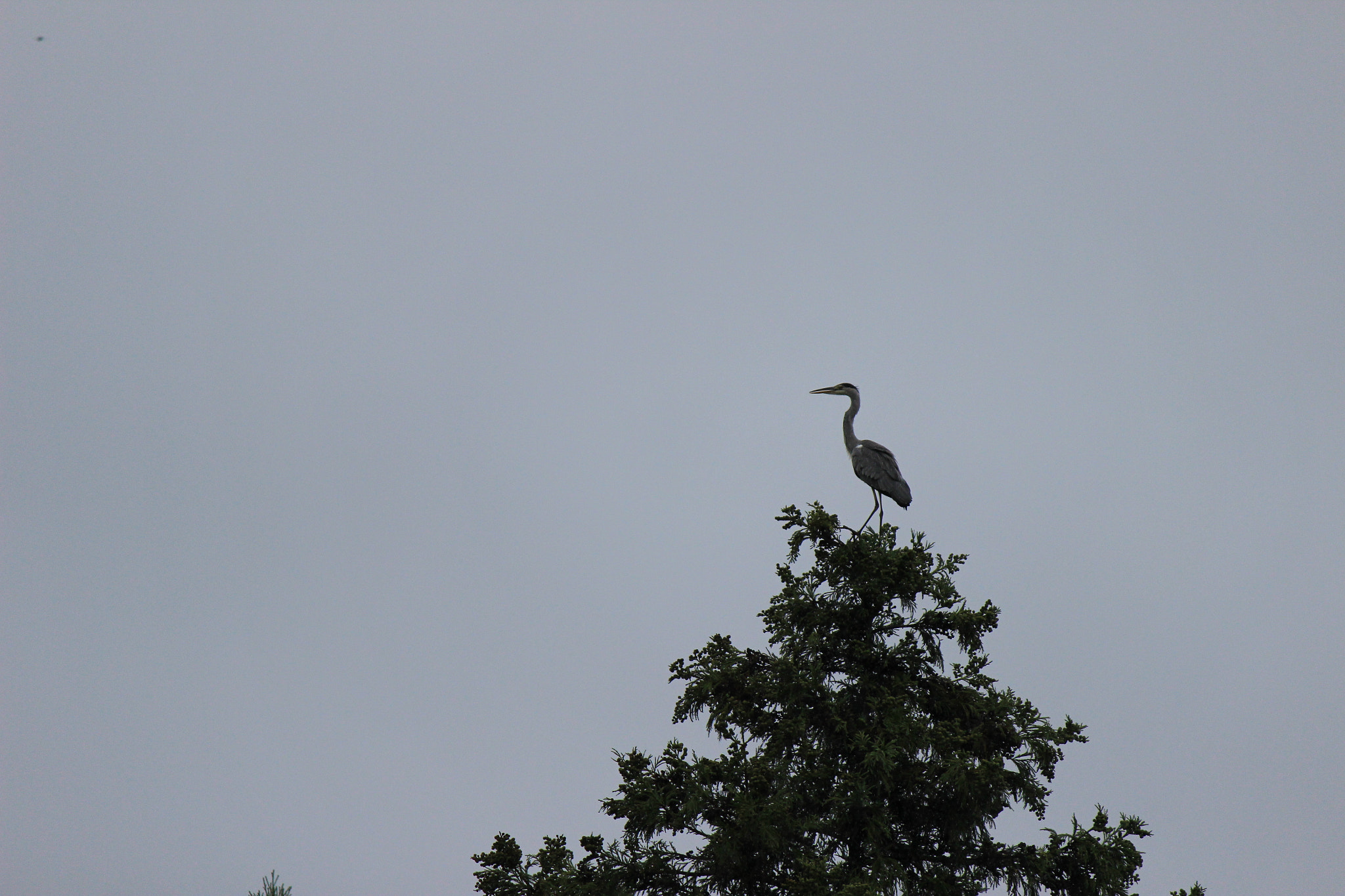 Canon EOS 600D (Rebel EOS T3i / EOS Kiss X5) sample photo. Snowy heron photography