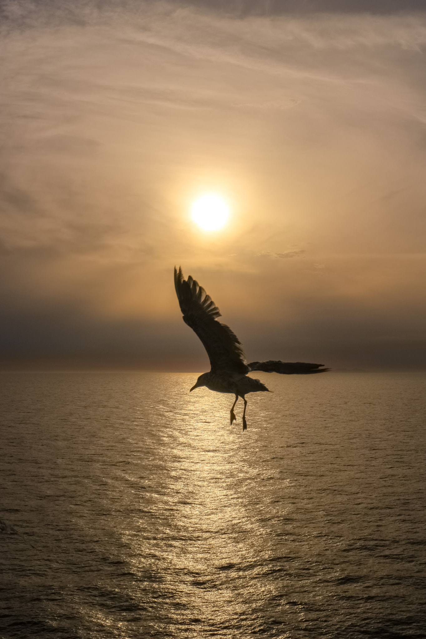 Samsung NX500 + Samsung NX 16-50mm F3.5-5.6 Power Zoom ED OIS sample photo. Sea wings photography