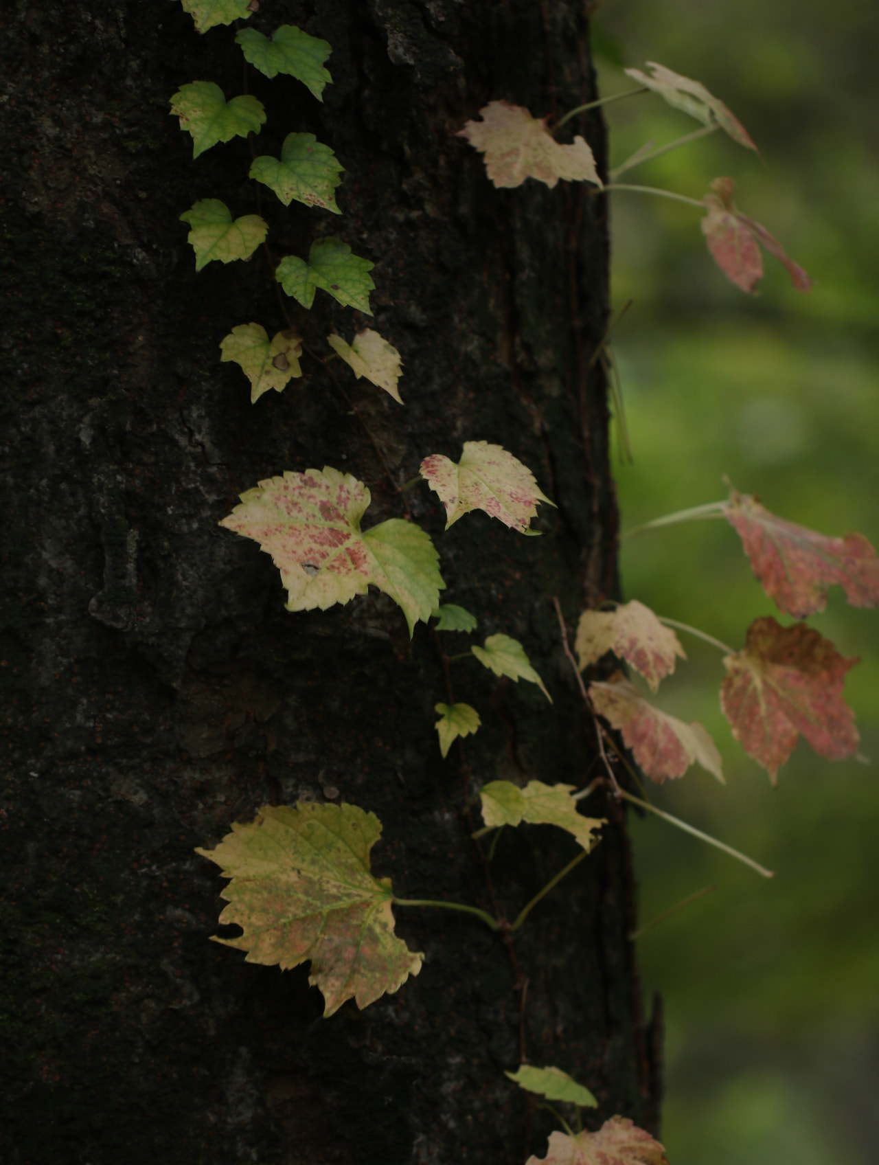 Canon EF 100mm F2.8L Macro IS USM sample photo