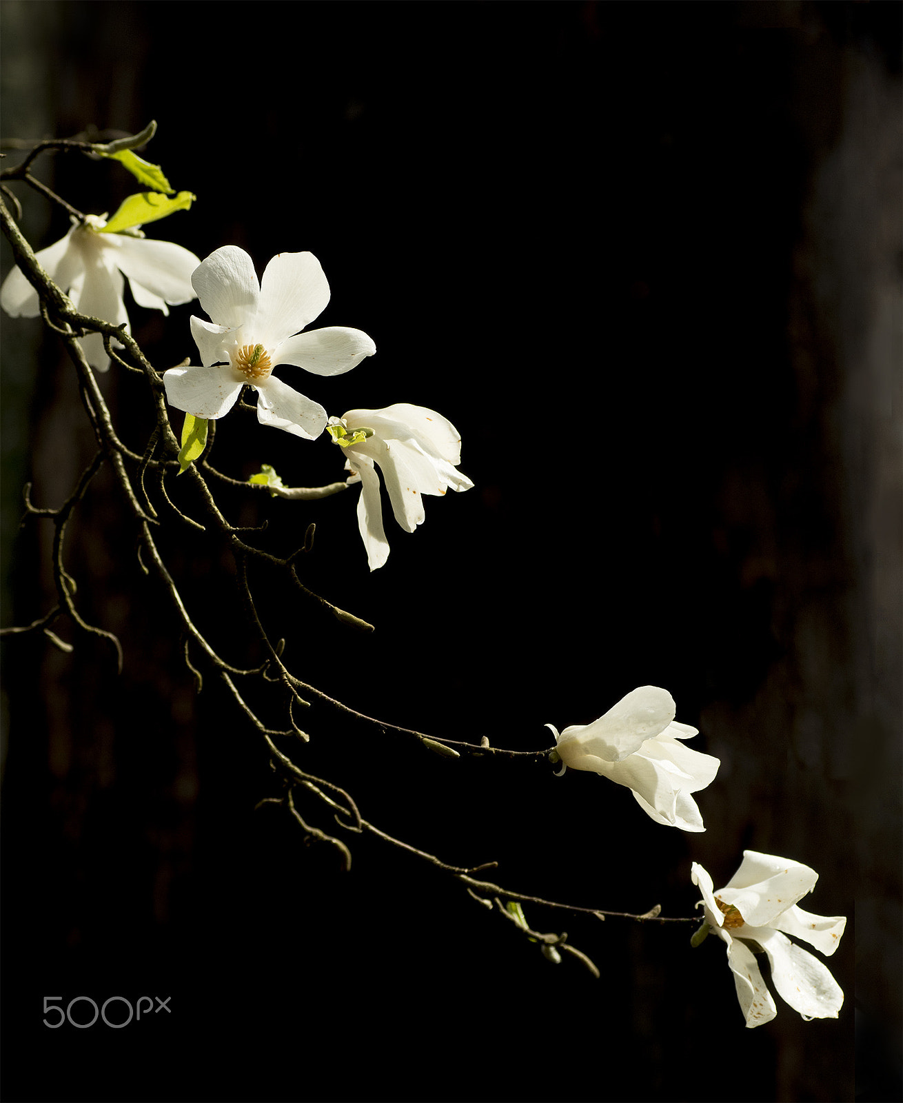 Pentax K-30 sample photo. Magnolia photography