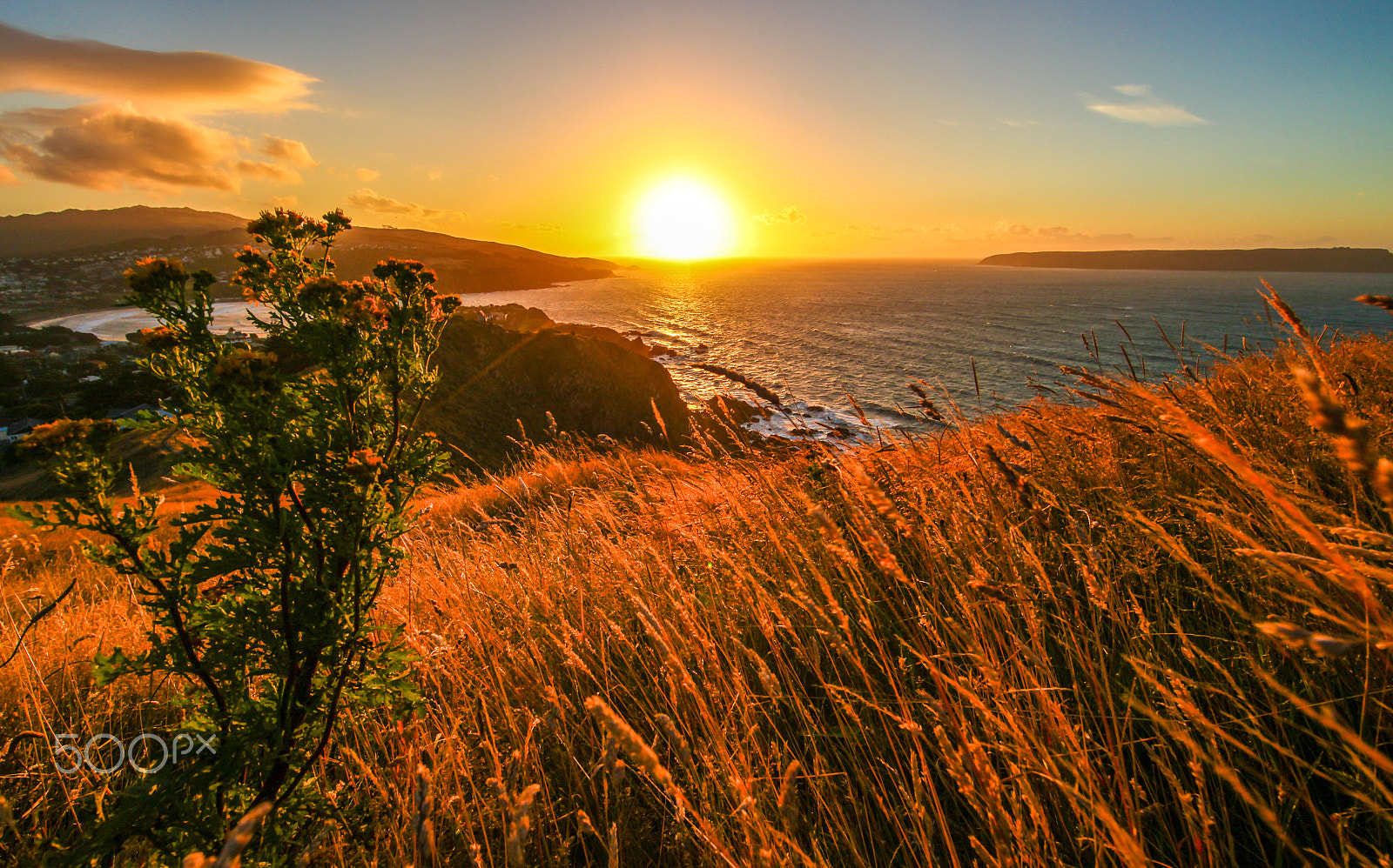 Canon EF 14mm F2.8L II USM sample photo. Titahi bay wild grasses photography