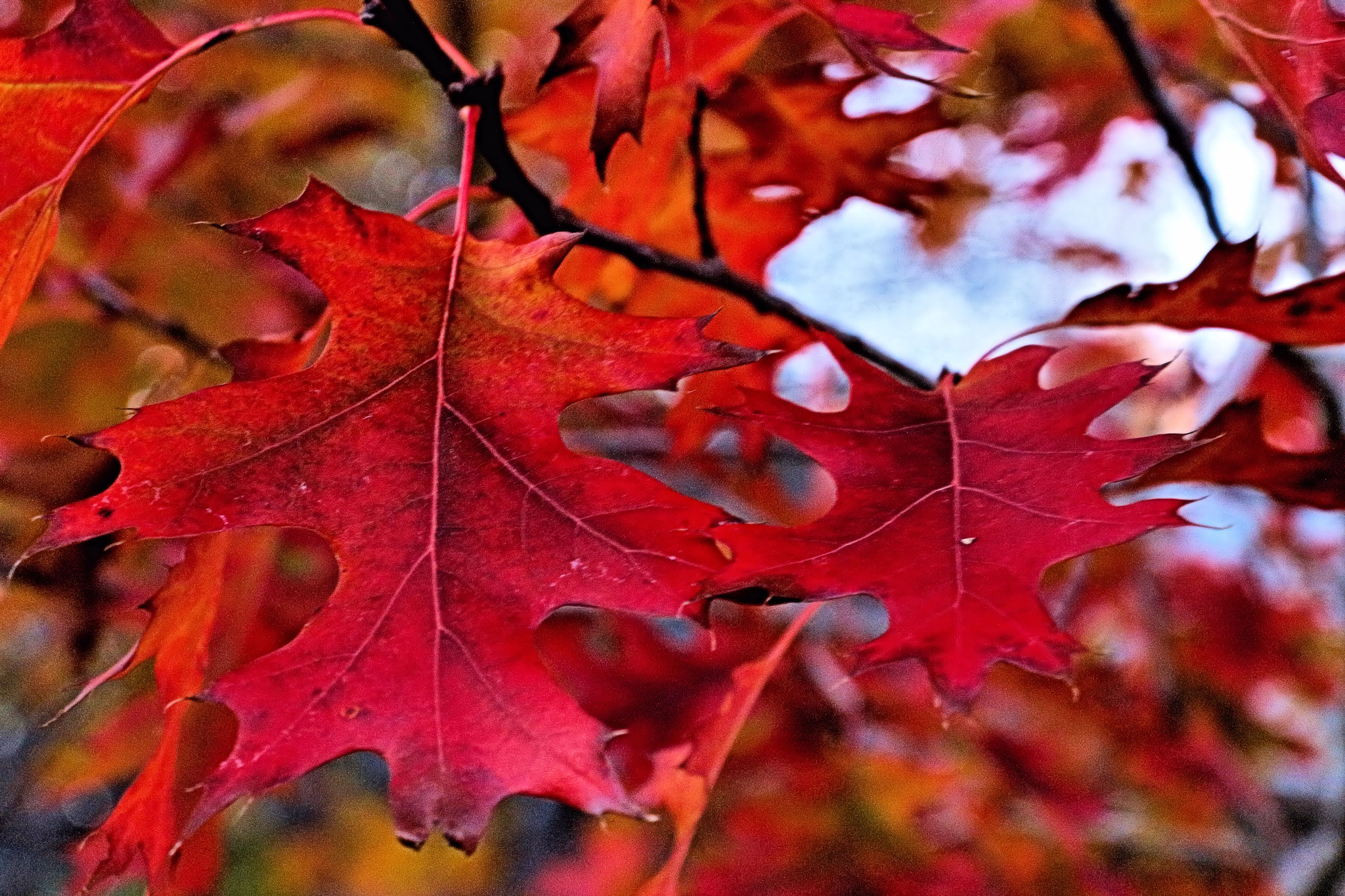 Canon EOS 650D (EOS Rebel T4i / EOS Kiss X6i) sample photo. Fall colors red leaves photography