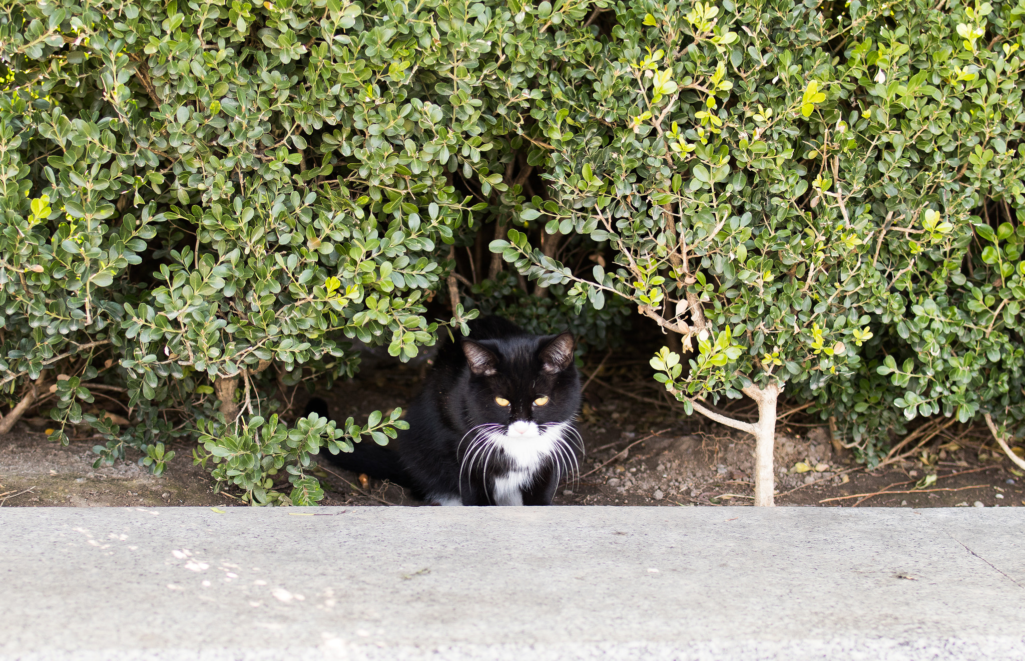 Tamron SP 35mm F1.8 Di VC USD sample photo. Img photography