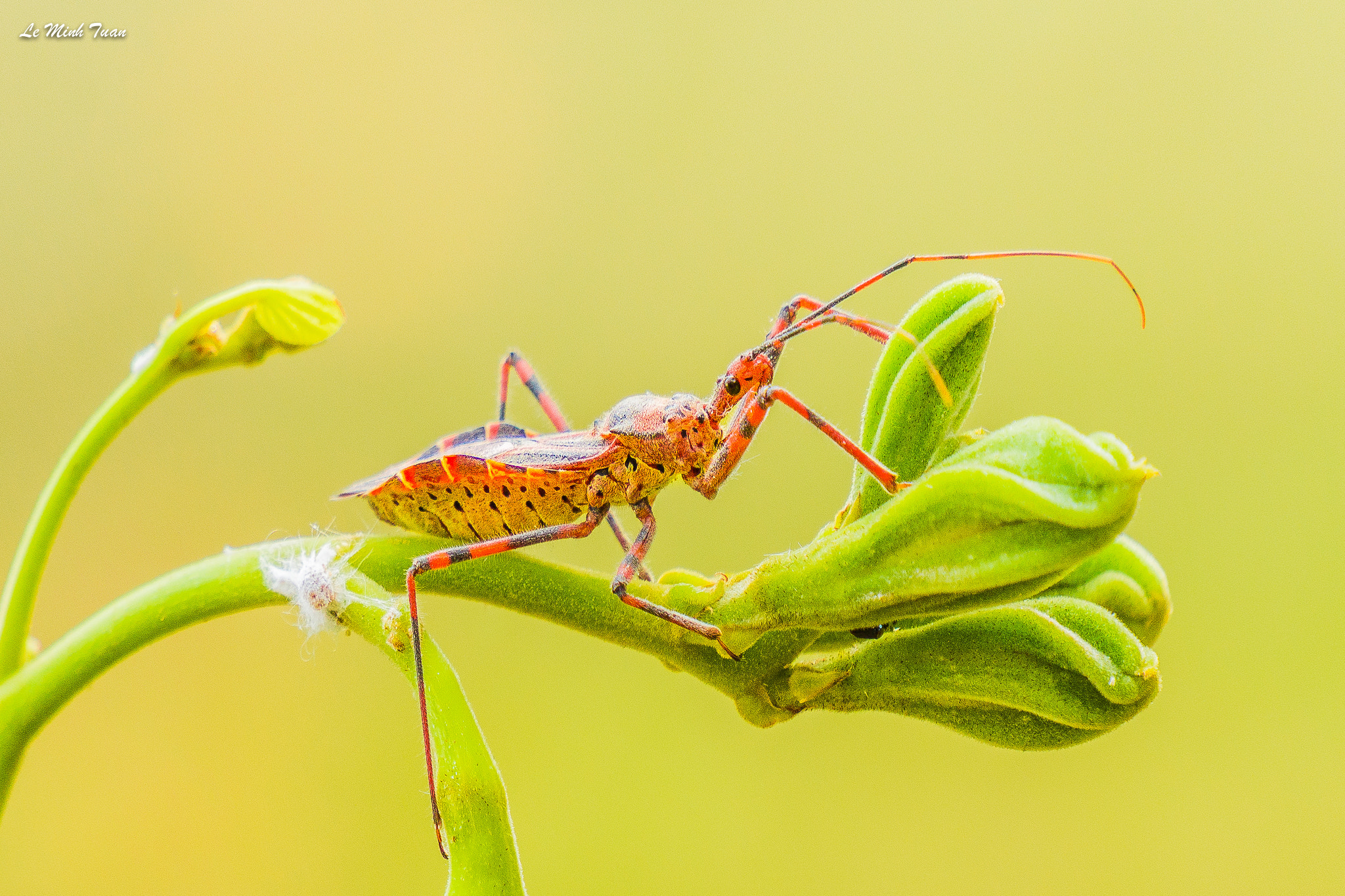 Sony Alpha NEX-7 + Sony E 55-210mm F4.5-6.3 OSS sample photo. The red warrior photography