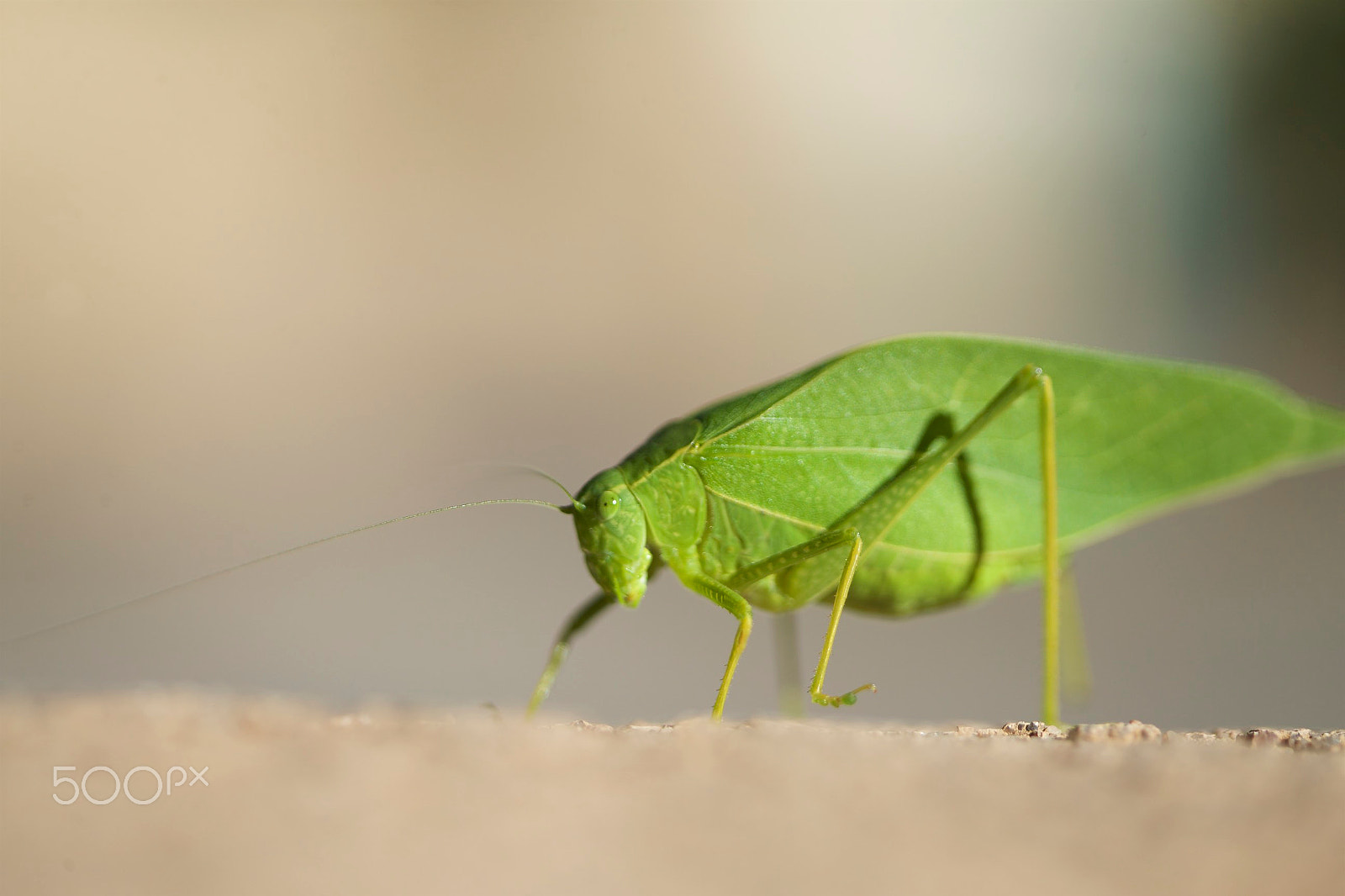 Canon EF 100mm F2.8 Macro USM sample photo. Stand aside please photography