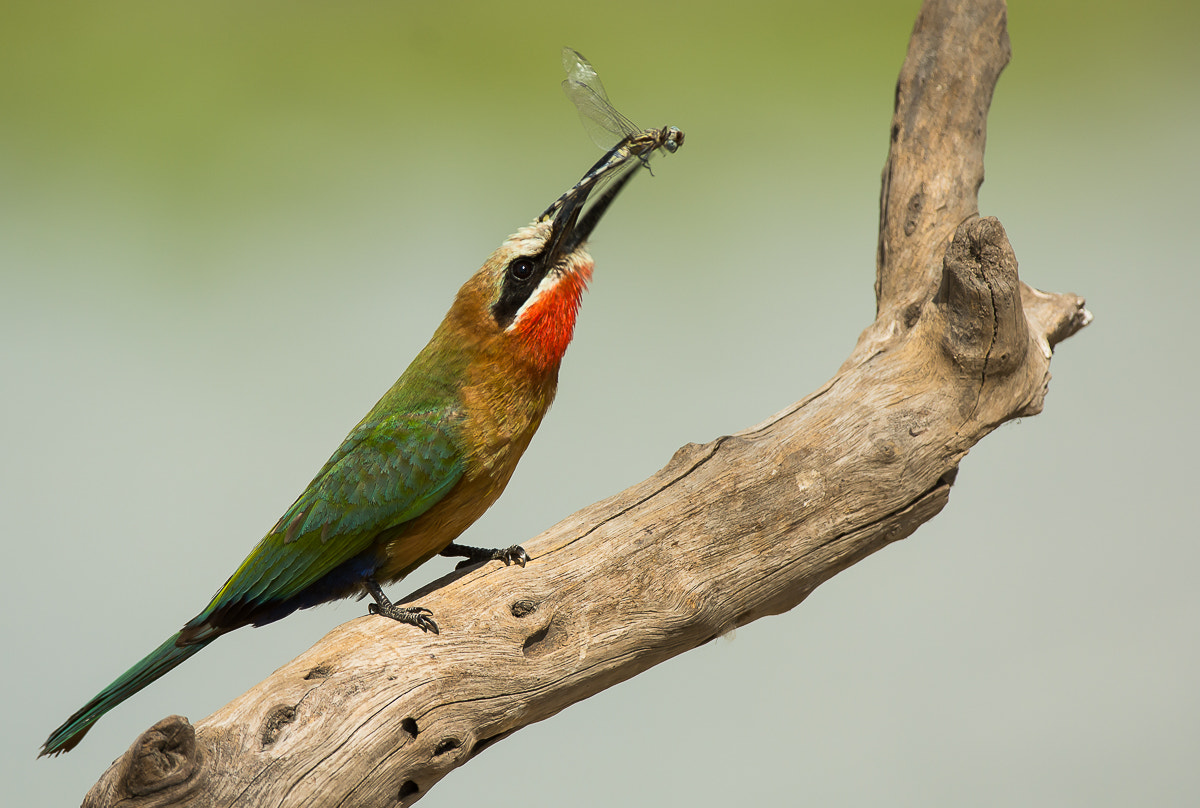 Nikon AF-S Nikkor 200-400mm F4G ED-IF VR sample photo. White-fronted bee-eater with catch. photography
