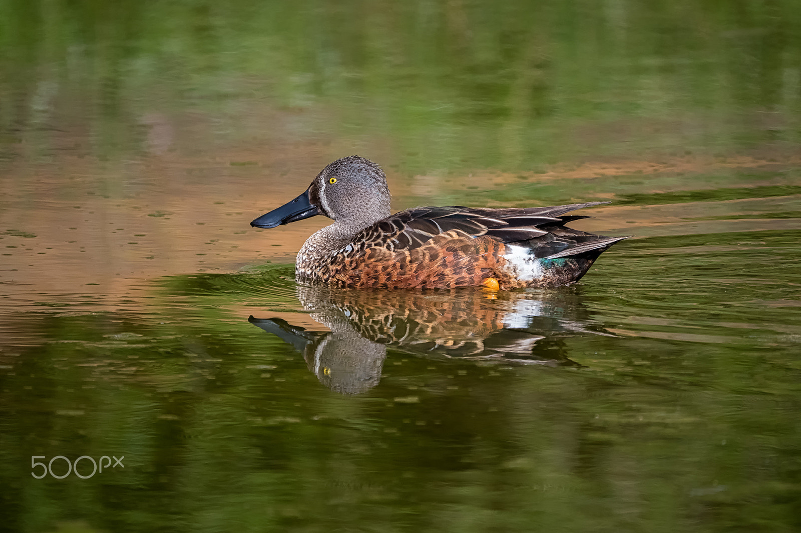 Panasonic Lumix DMC-GH4 + LEICA DG 100-400/F4.0-6.3 sample photo. Male new zealand shoveler photography