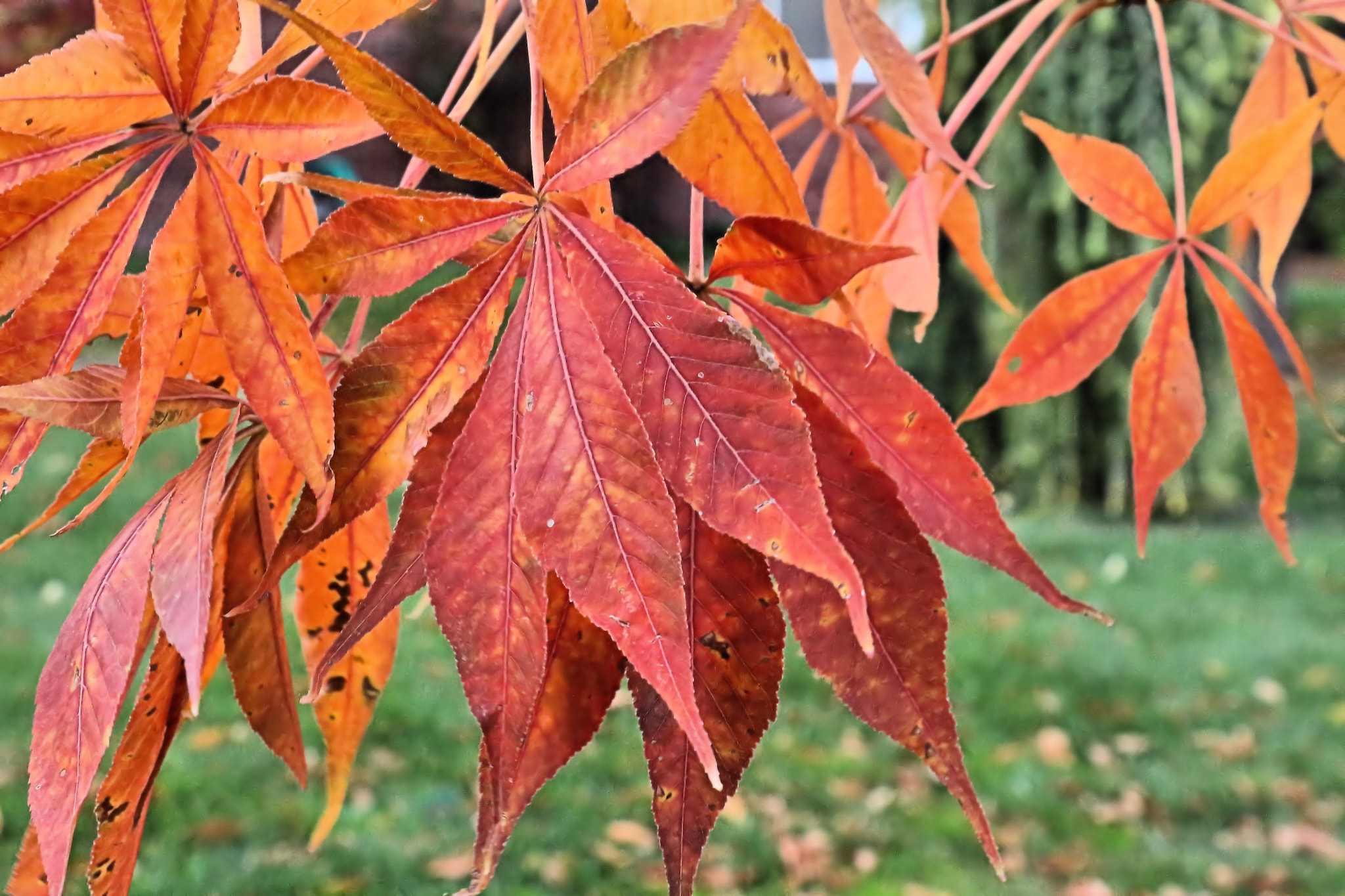 Canon EOS 650D (EOS Rebel T4i / EOS Kiss X6i) sample photo. Fall colors leaves photography