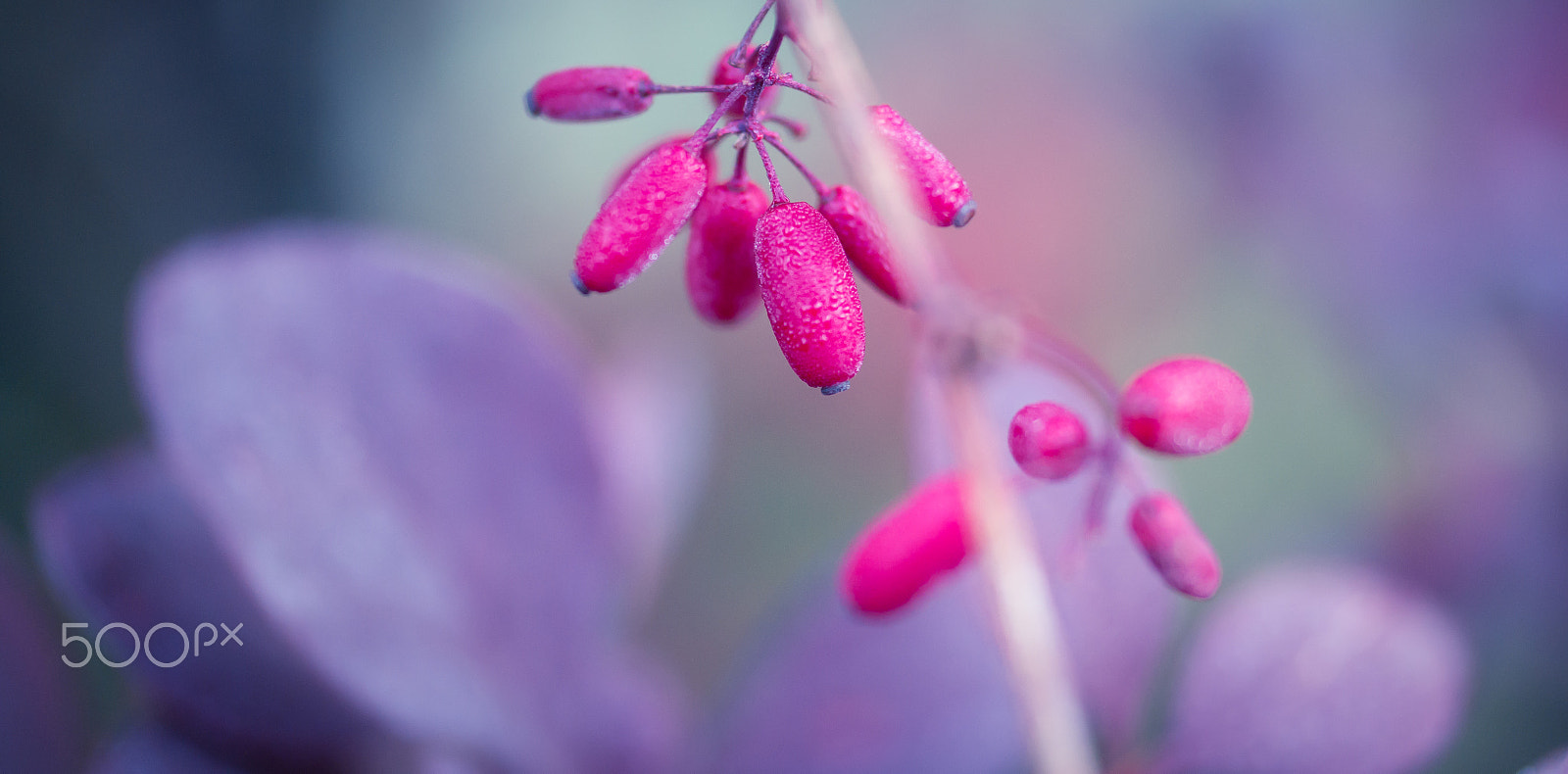 Samsung NX 60mm F2.8 Macro ED OIS SSA sample photo. Berryful photography