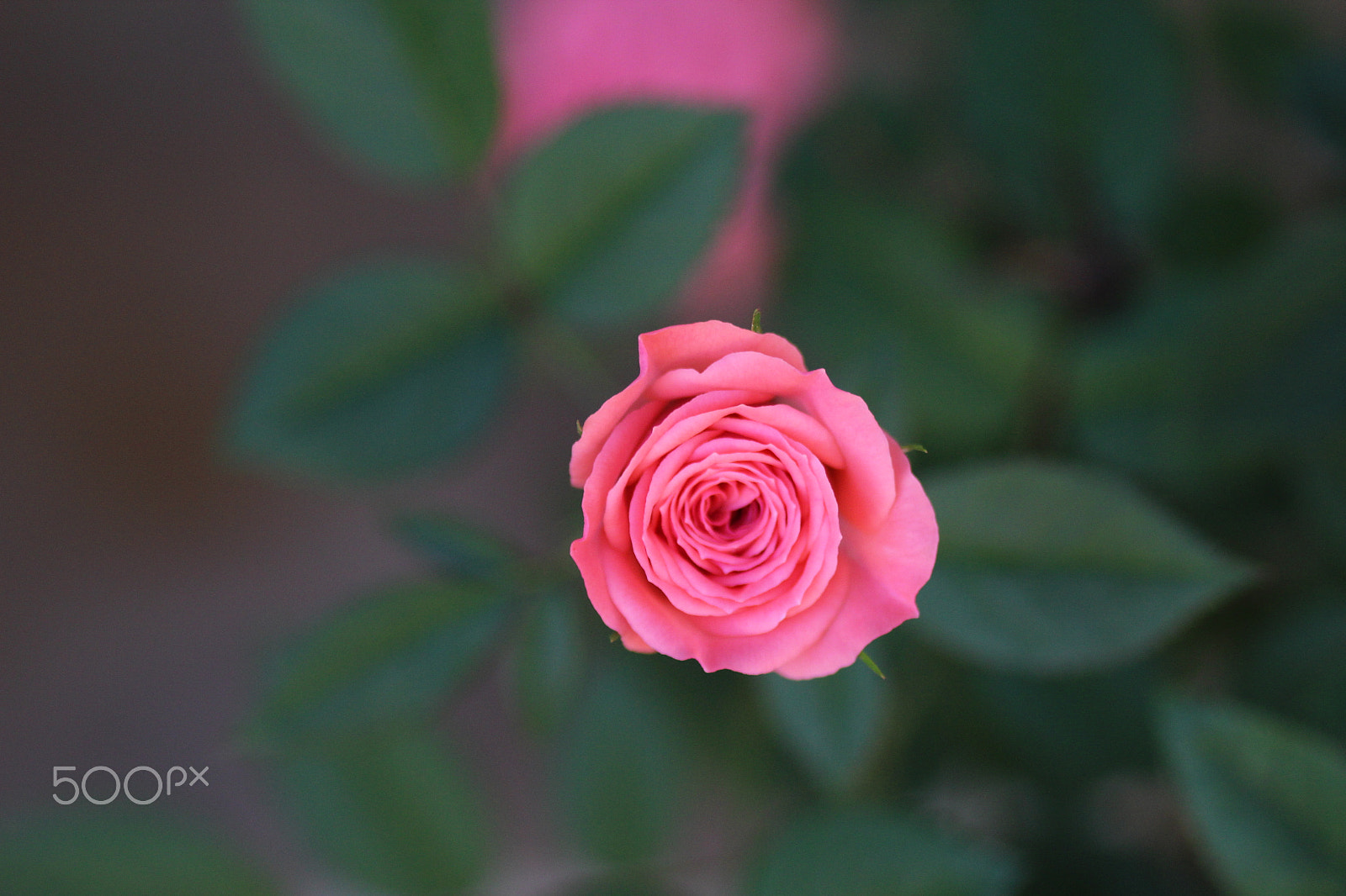 Sigma 105mm F2.8 EX DG Macro sample photo. Rosa photography