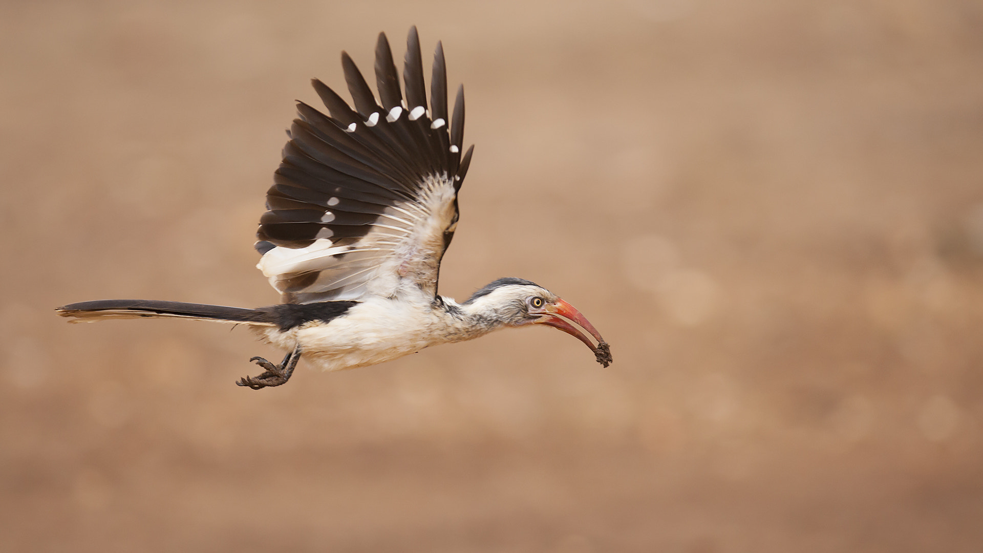 Canon EF 300mm F2.8L IS USM sample photo. Nest buliding photography