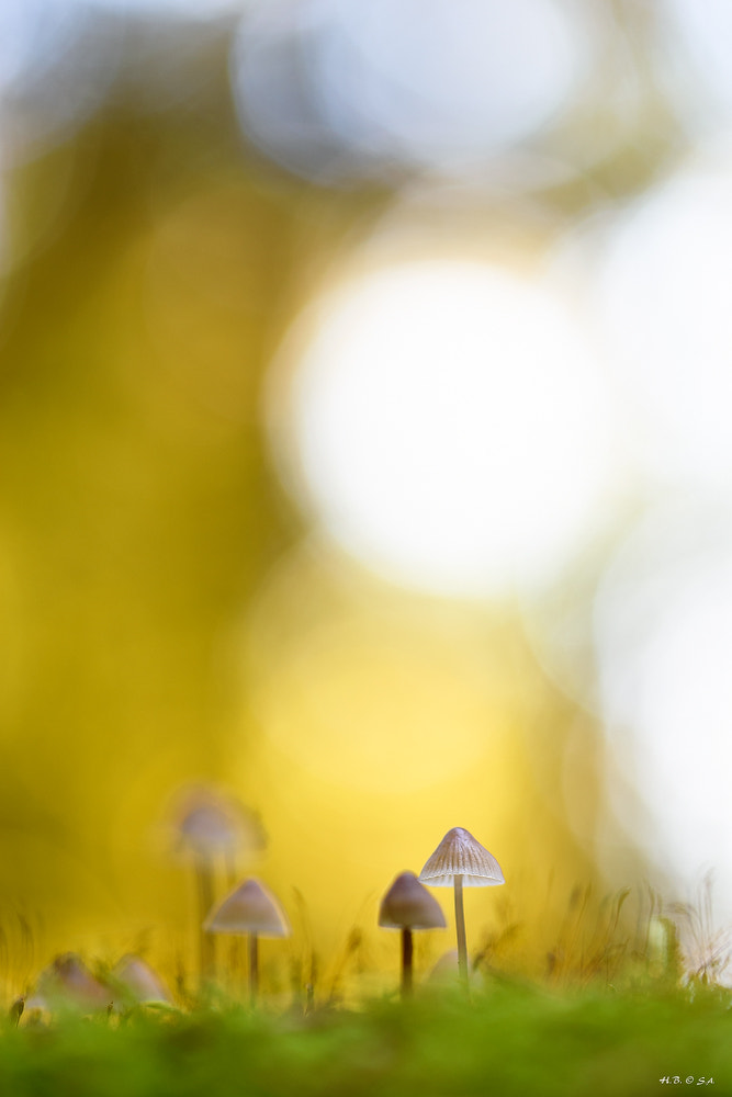 Sigma 105mm F2.8 EX DG OS HSM sample photo. Helmlinge photography