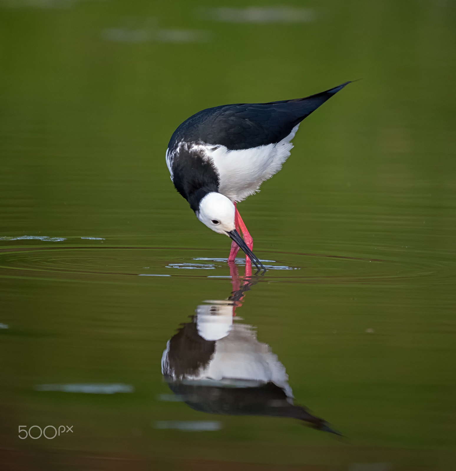 Panasonic Lumix DMC-GH4 + LEICA DG 100-400/F4.0-6.3 sample photo. Pied stilt photography