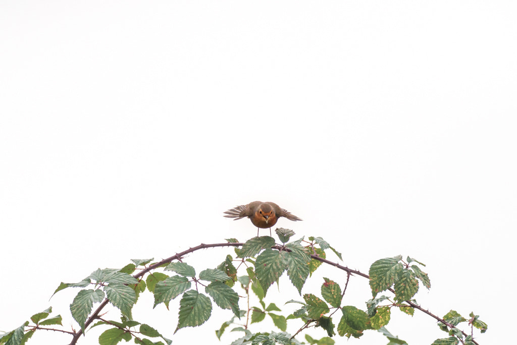 Nikon D610 + Nikon AF-S Nikkor 300mm F4D ED-IF sample photo. Angry bird photography