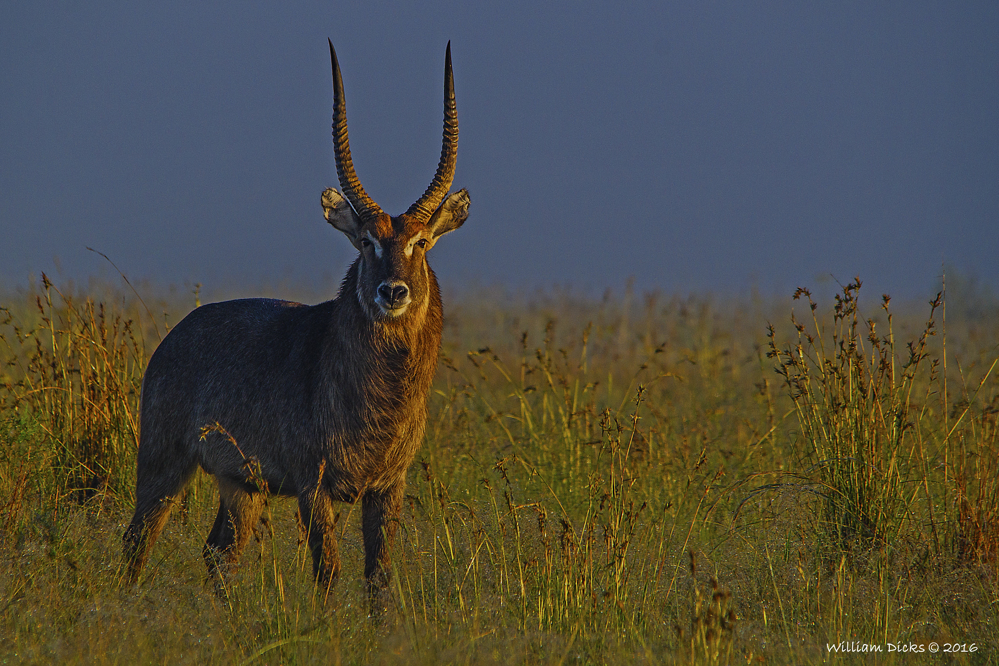 Sigma 150-500mm F5-6.3 DG OS HSM sample photo. Rietvlei nature reserve photography