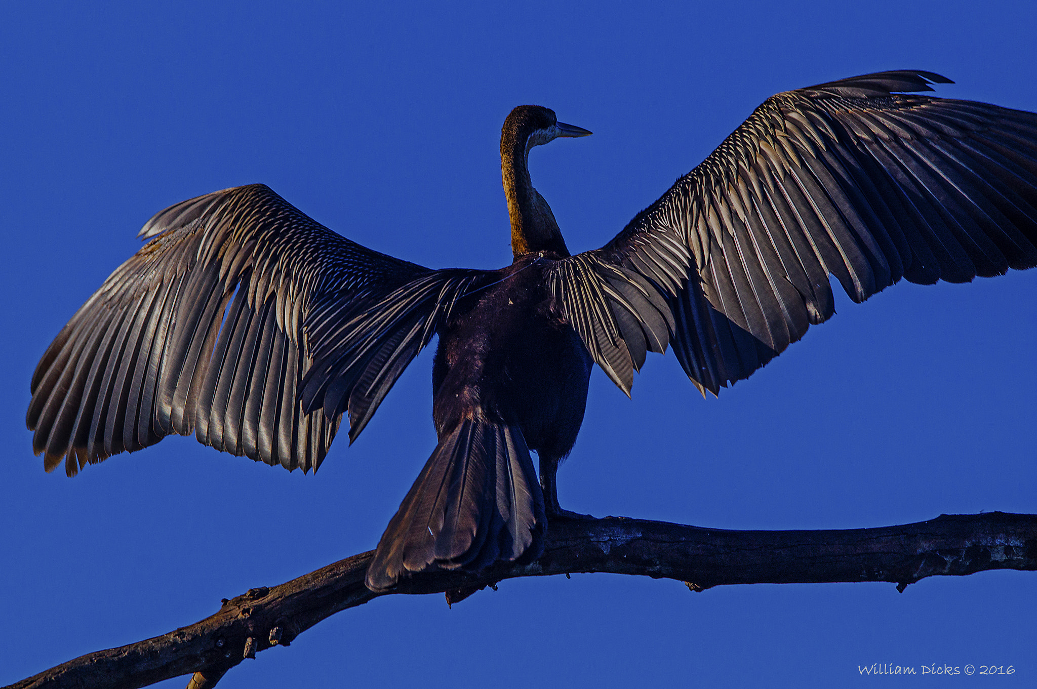 Sigma 150-500mm F5-6.3 DG OS HSM sample photo. Rietvlei nature reserve photography