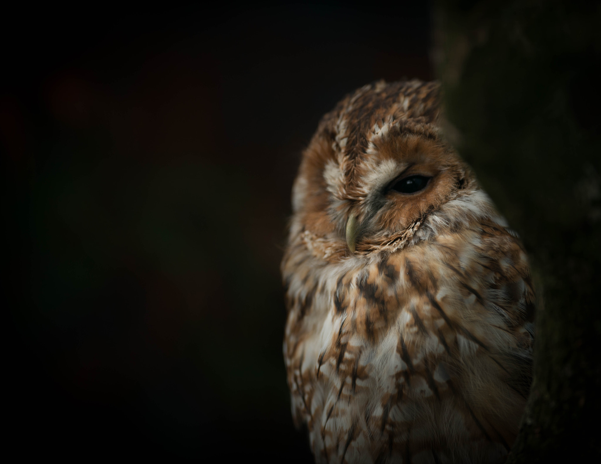 AF-S Nikkor 300mm f/2.8D IF-ED II sample photo. Tawny photography