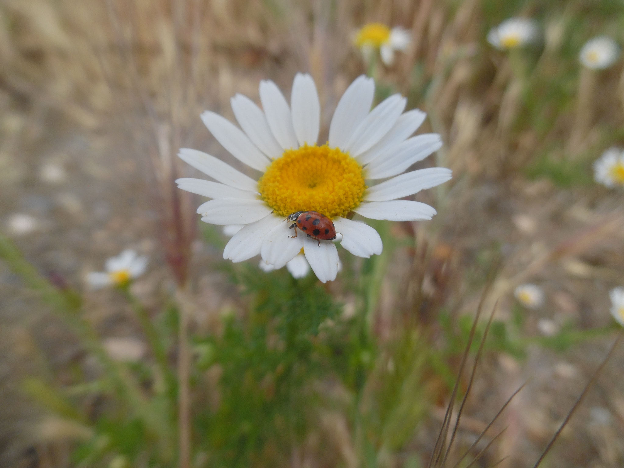 Samsung WB35F/WB36F/WB37F sample photo