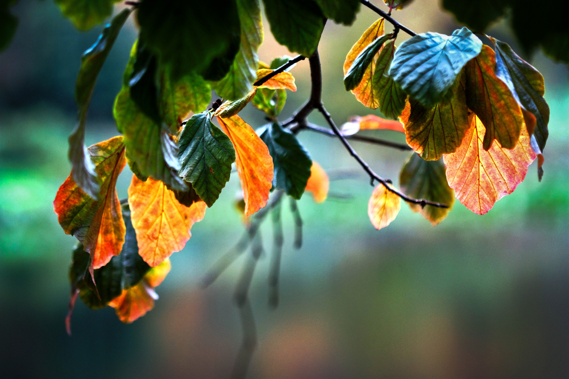 Canon EF 70-200mm F4L IS USM sample photo. Autumn leaves photography
