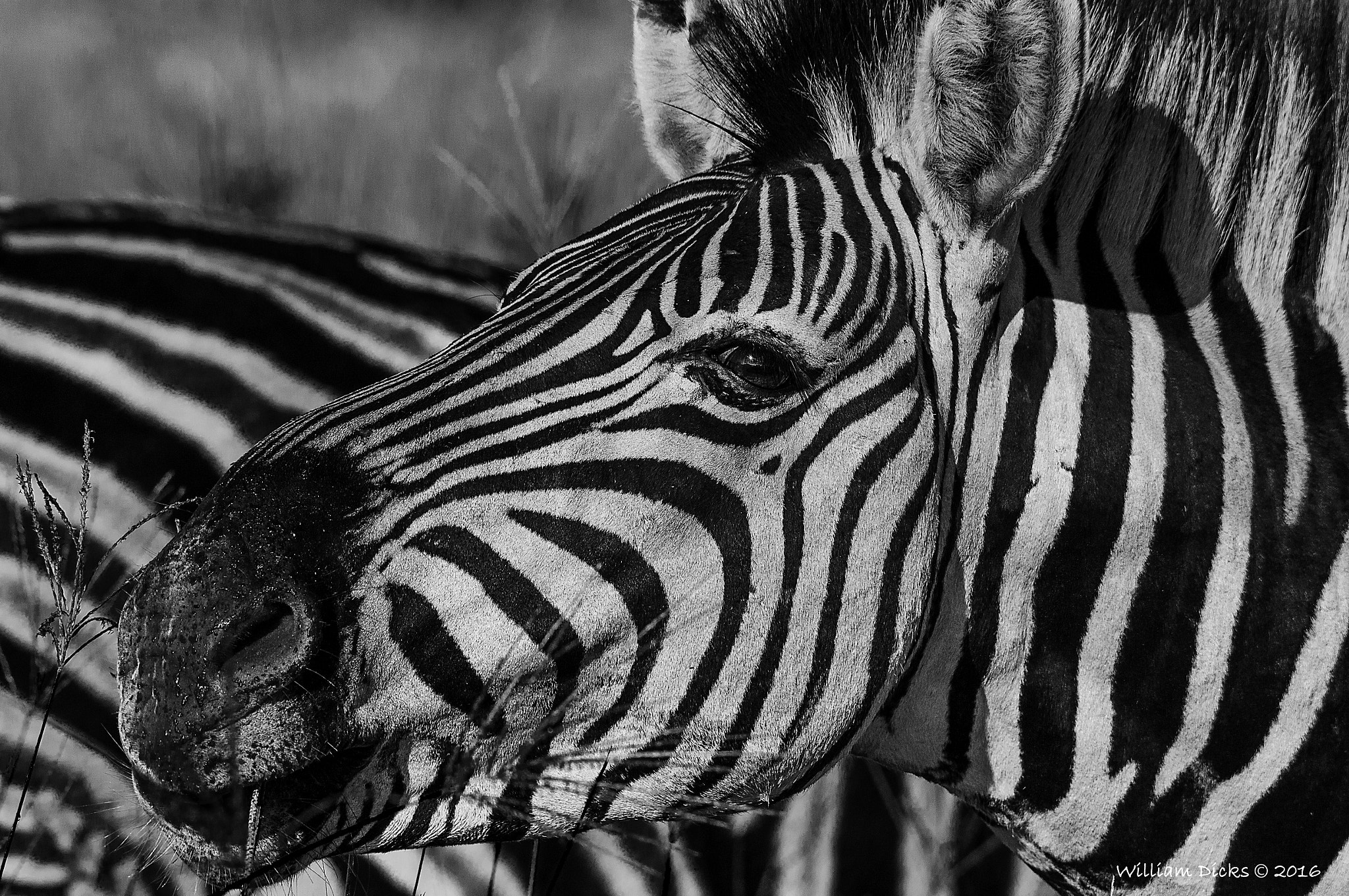 Sigma 150-500mm F5-6.3 DG OS HSM sample photo. Rietvlei nature reserve photography