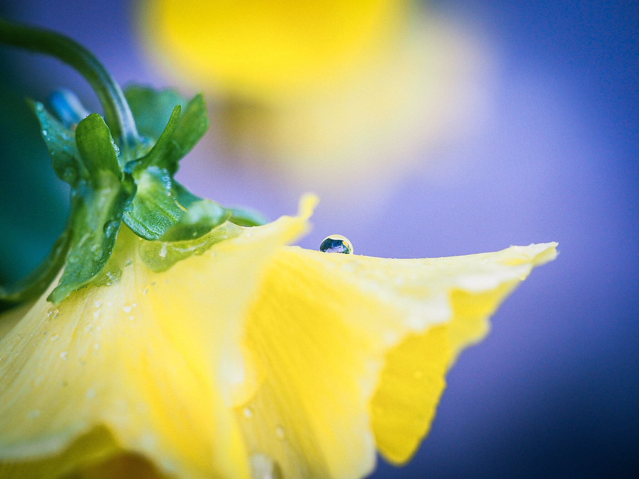 Olympus OM-D E-M10 II sample photo. Yellow, blue and green photography