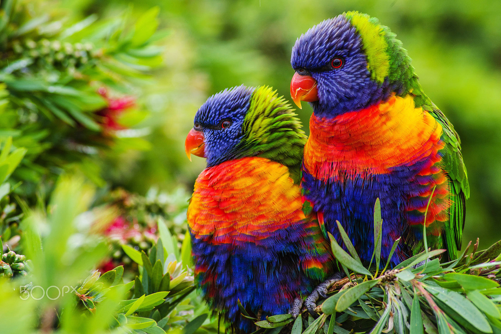 smc PENTAX-FA J 75-300mm F4.5-5.8 AL sample photo. Young lorikeets photography