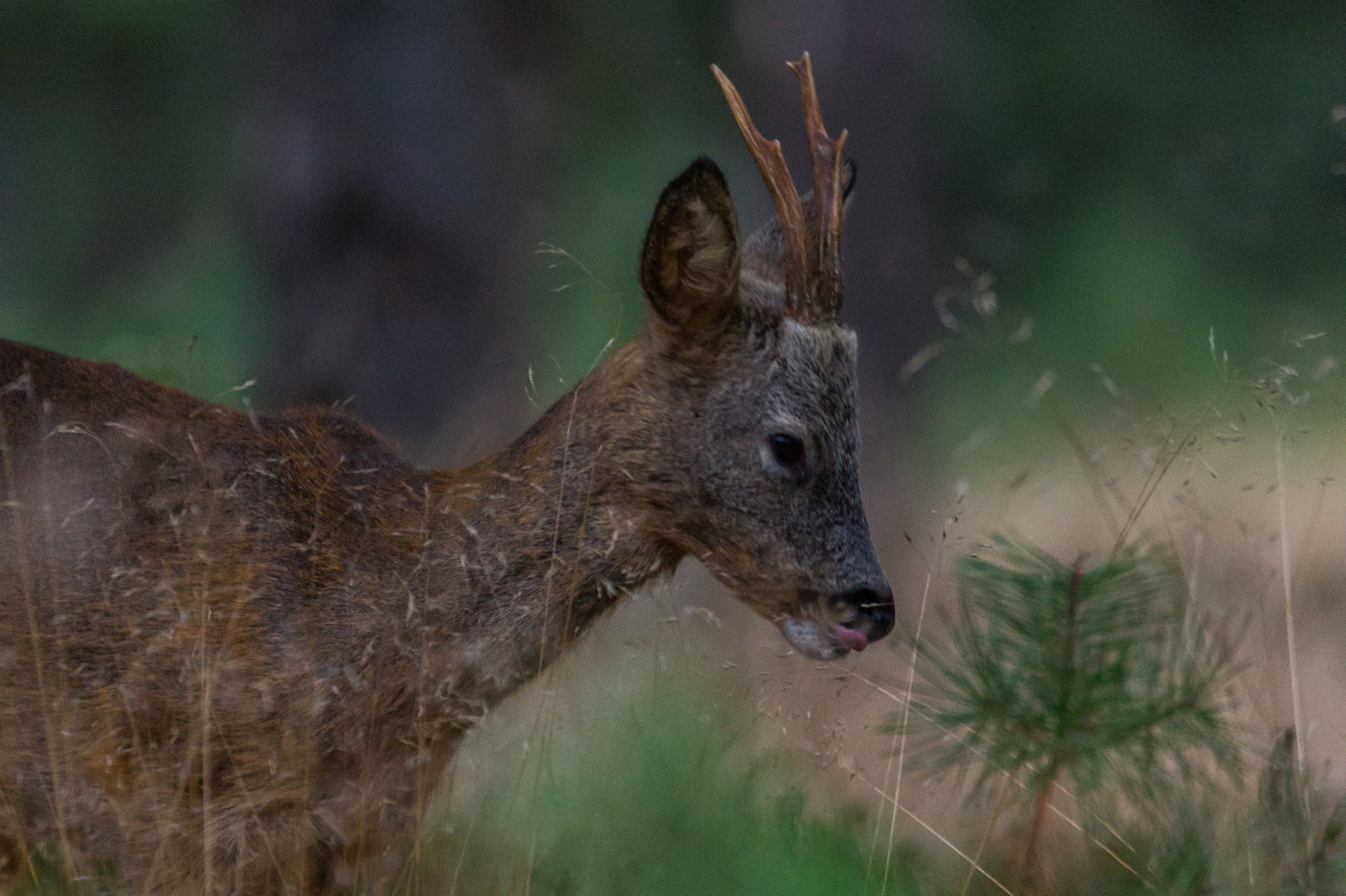 Nikon D3S sample photo. Roe deer portrait photography