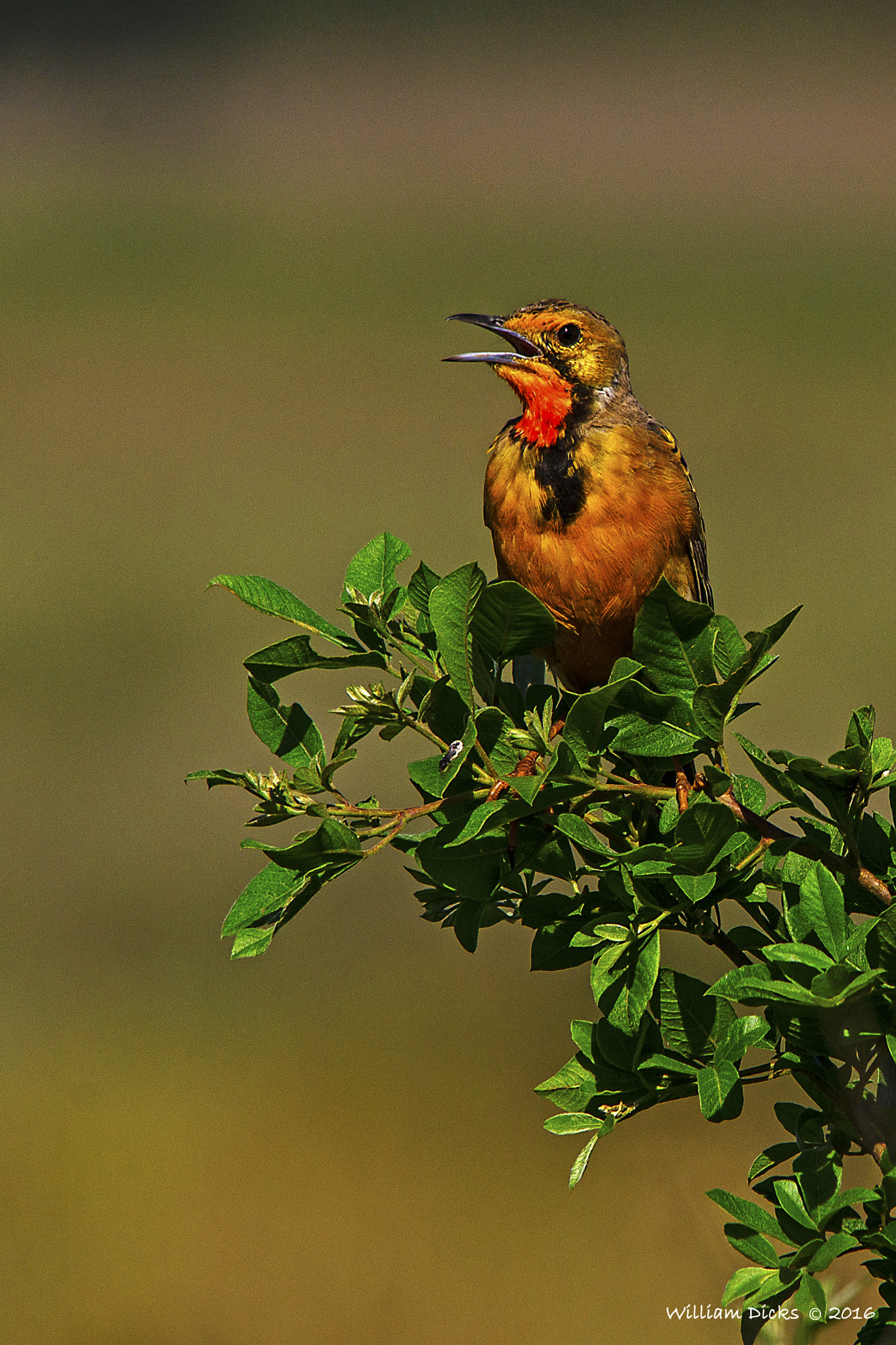 Sigma 150-500mm F5-6.3 DG OS HSM sample photo. Rietvlei nature reserve photography