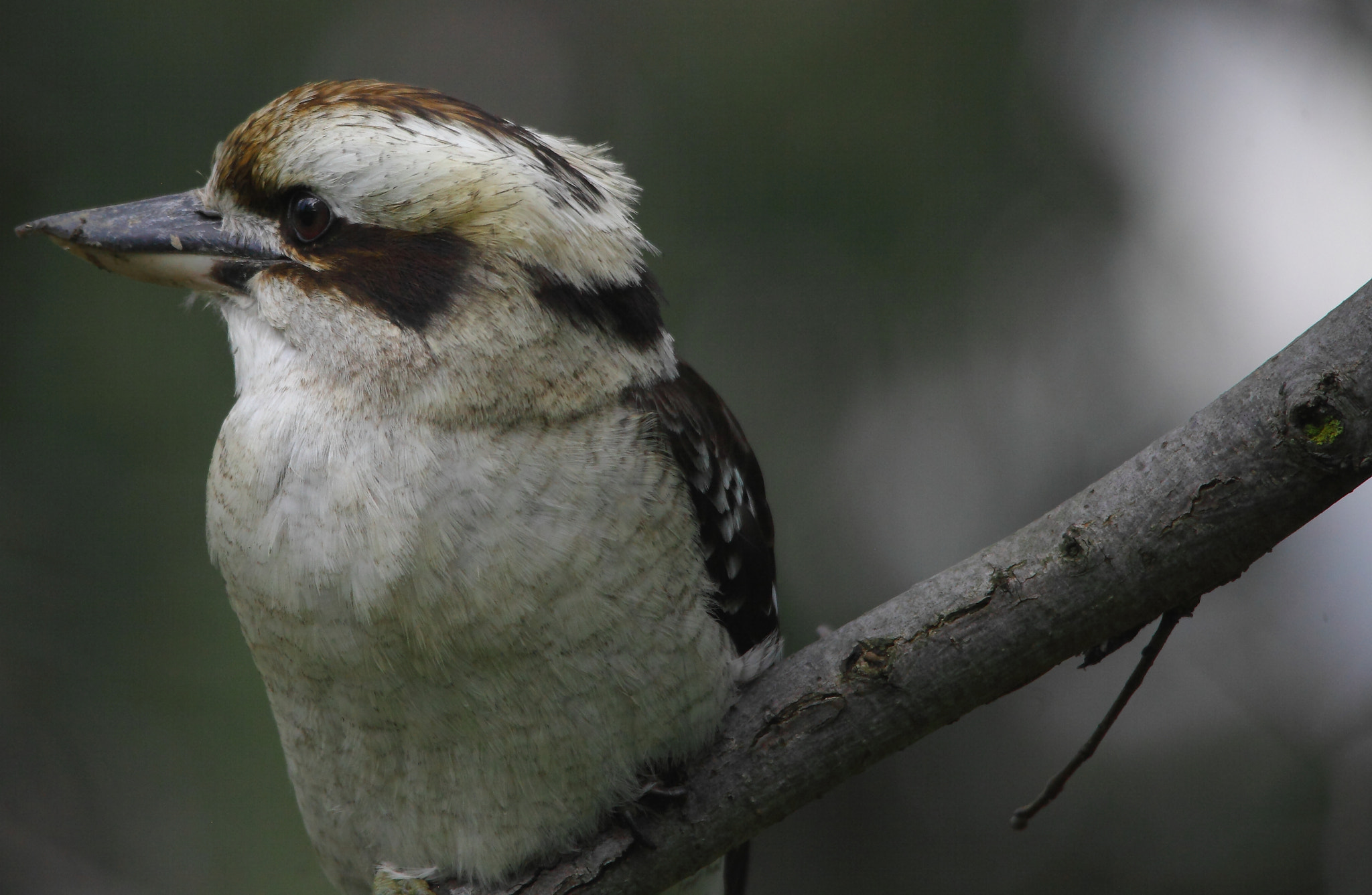 Sigma 150-500mm F5-6.3 DG OS HSM sample photo. Bird in a tree photography