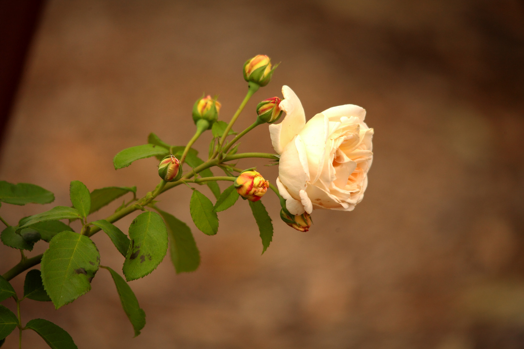 Canon EOS 5D Mark II sample photo. Summer rose photography