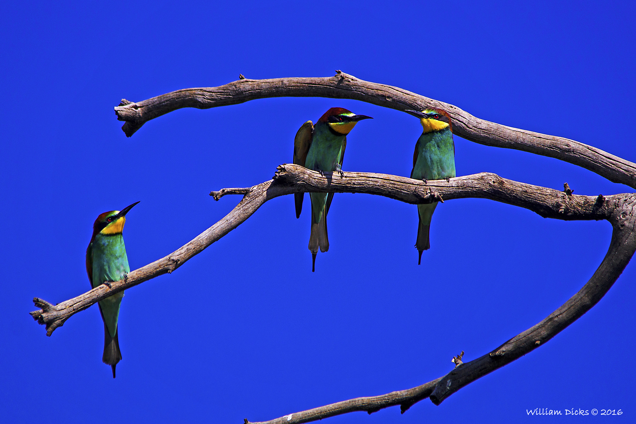 Sigma 150-500mm F5-6.3 DG OS HSM sample photo. Rietvlei nature reserve photography