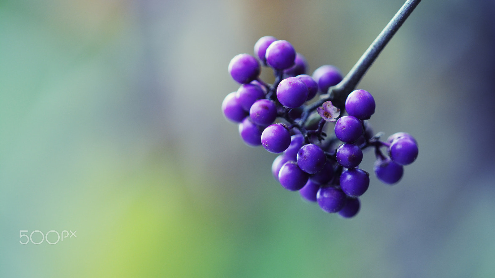 Nikon D7100 + Nikon AF Micro-Nikkor 200mm F4D ED-IF sample photo. Callicarpa photography