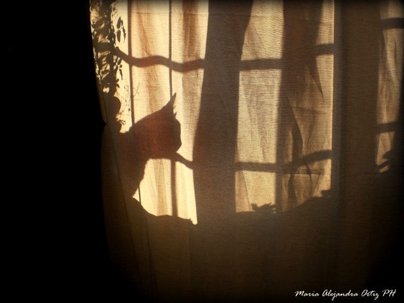 Olympus T105,T100,X36 sample photo. Sombras chinescas!! simón again... photography