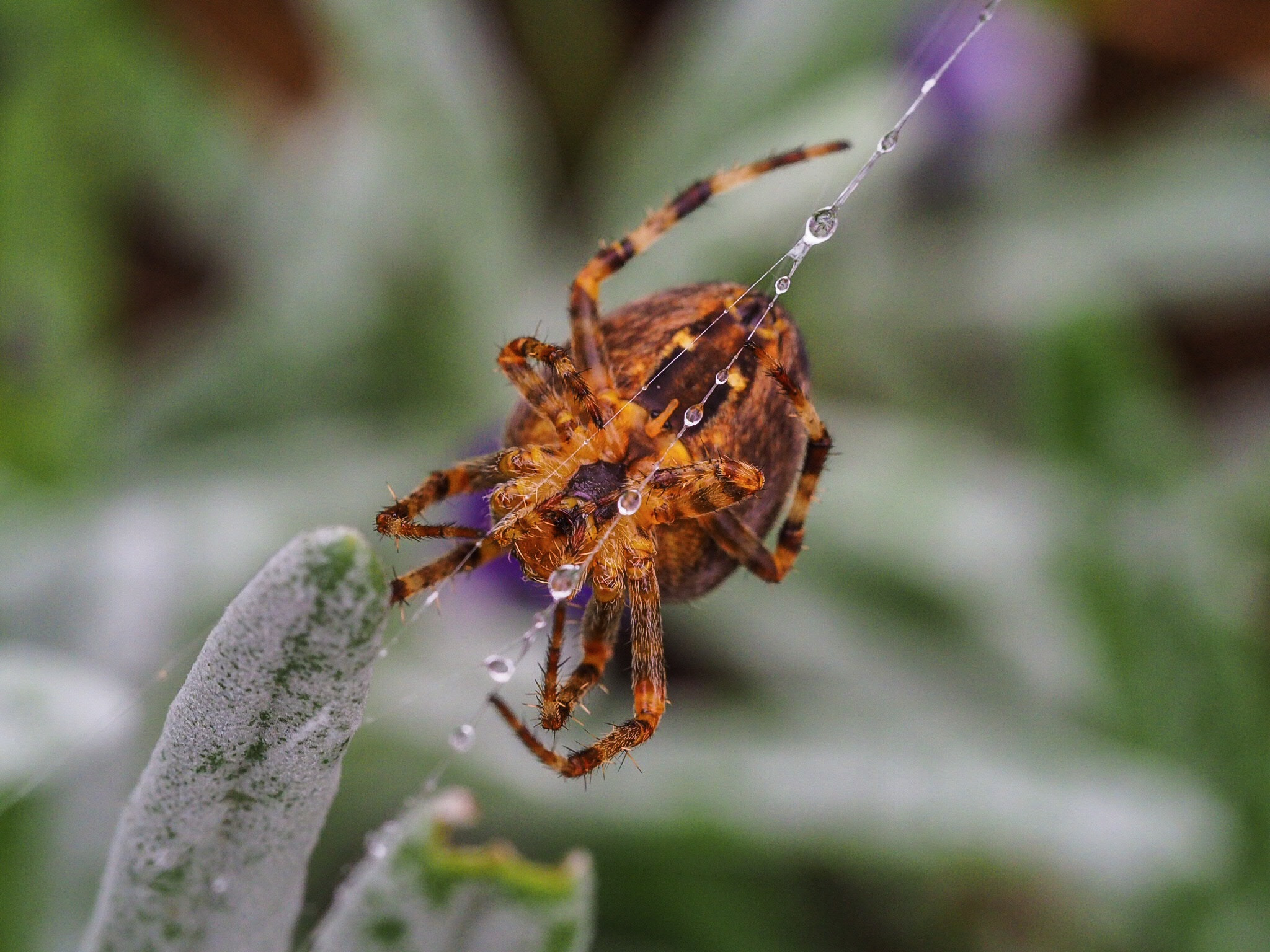 Olympus OM-D E-M10 II sample photo. Spider on web with dew photography