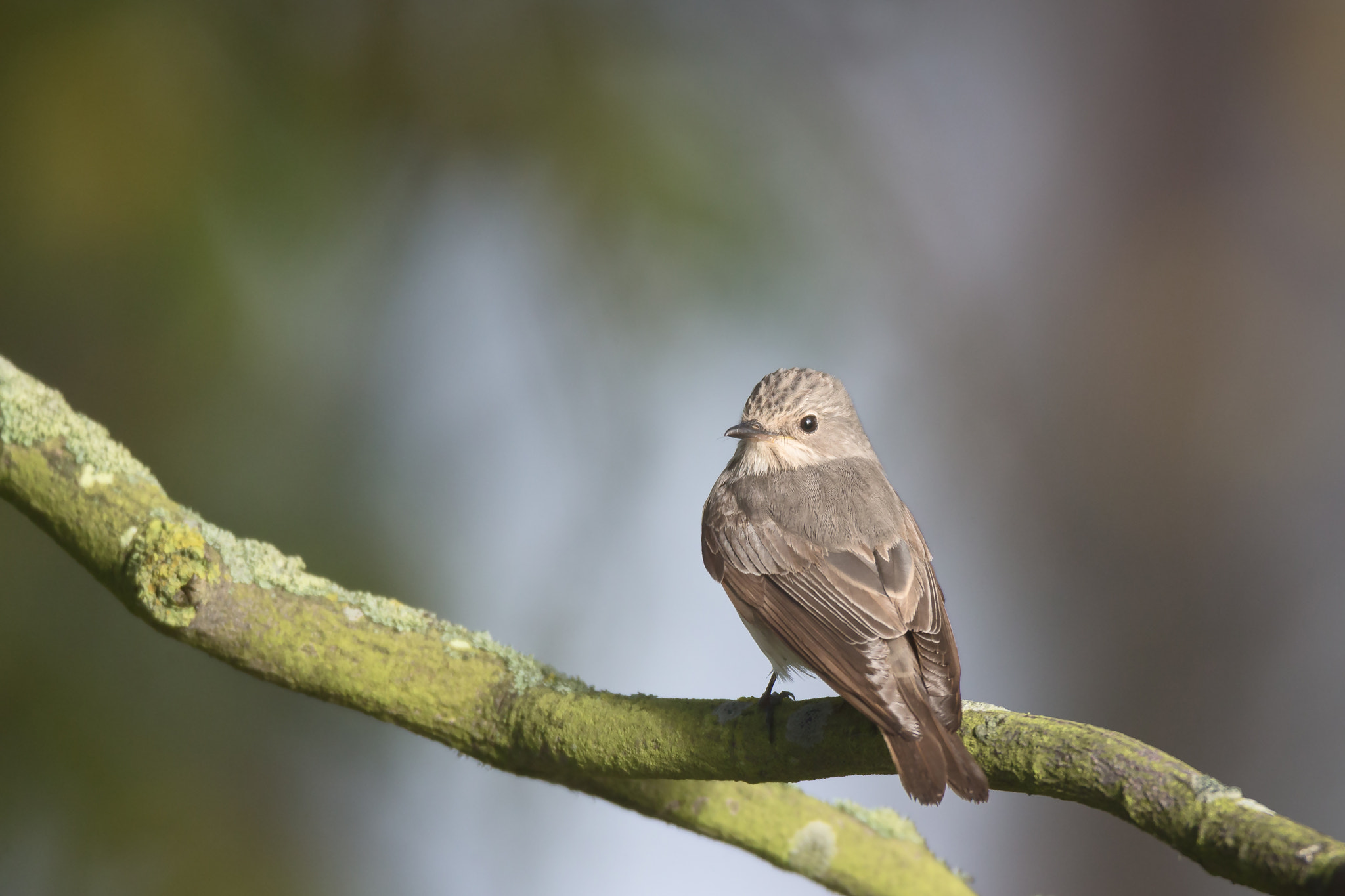 Canon EF 600mm F4L IS USM sample photo. Spotted flycatcher photography