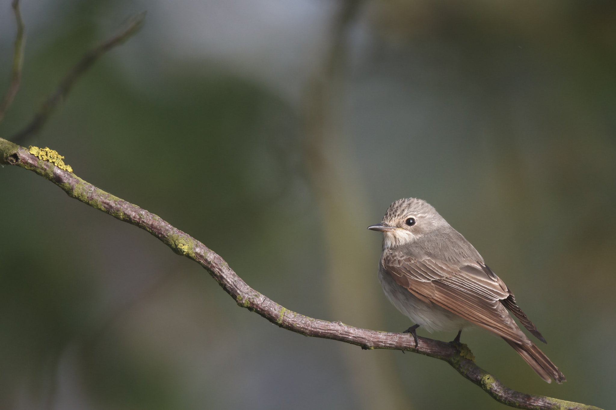 Canon EOS-1D X + Canon EF 600mm F4L IS USM sample photo. Passerine portrait photography