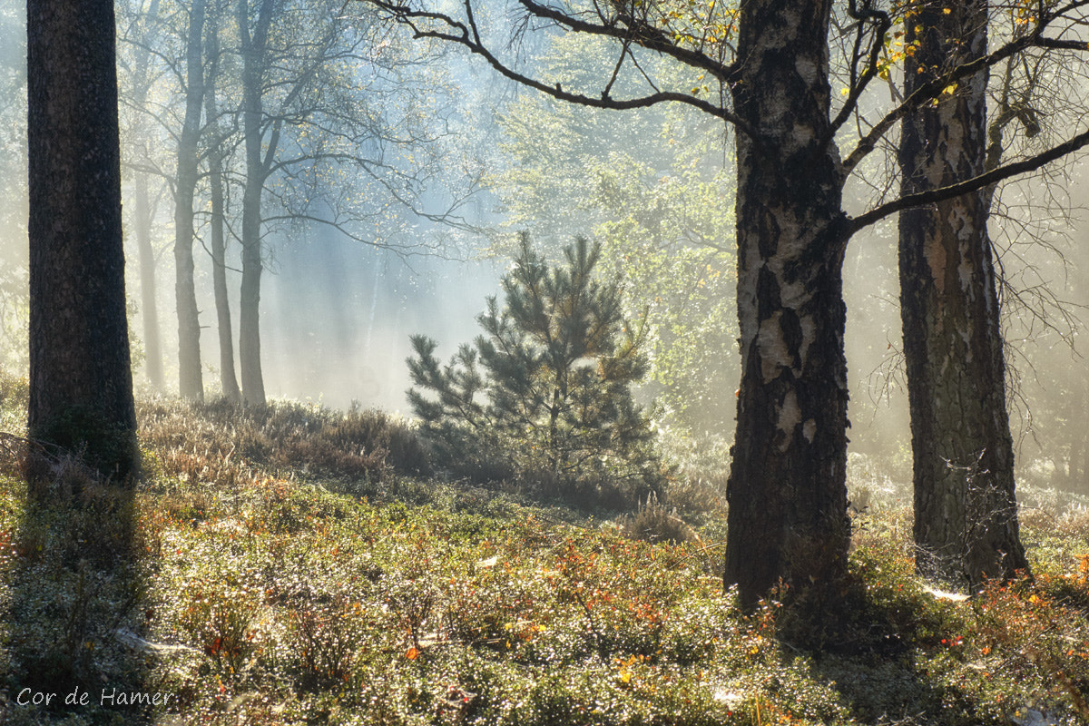 Sony SLT-A77 sample photo. Foggy pine photography