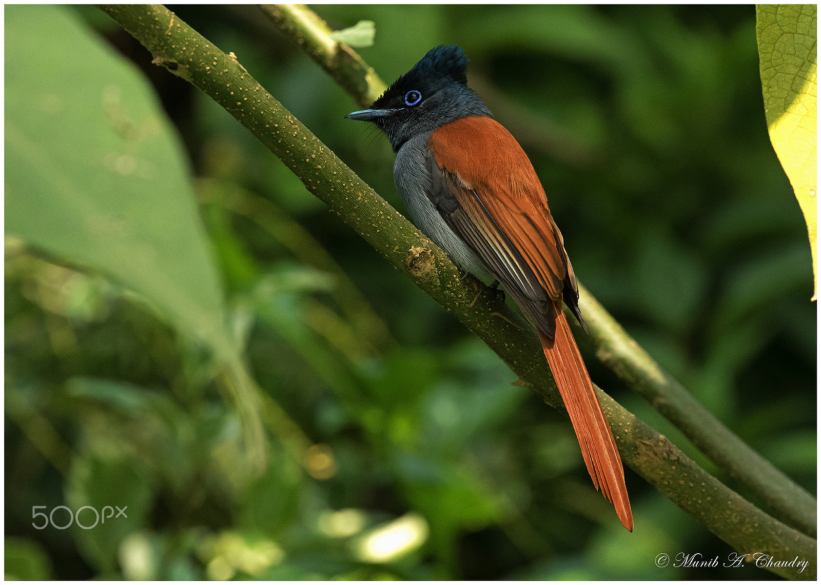 Canon EF 200-400mm F4L IS USM Extender 1.4x sample photo. The colourful flycatcher! photography