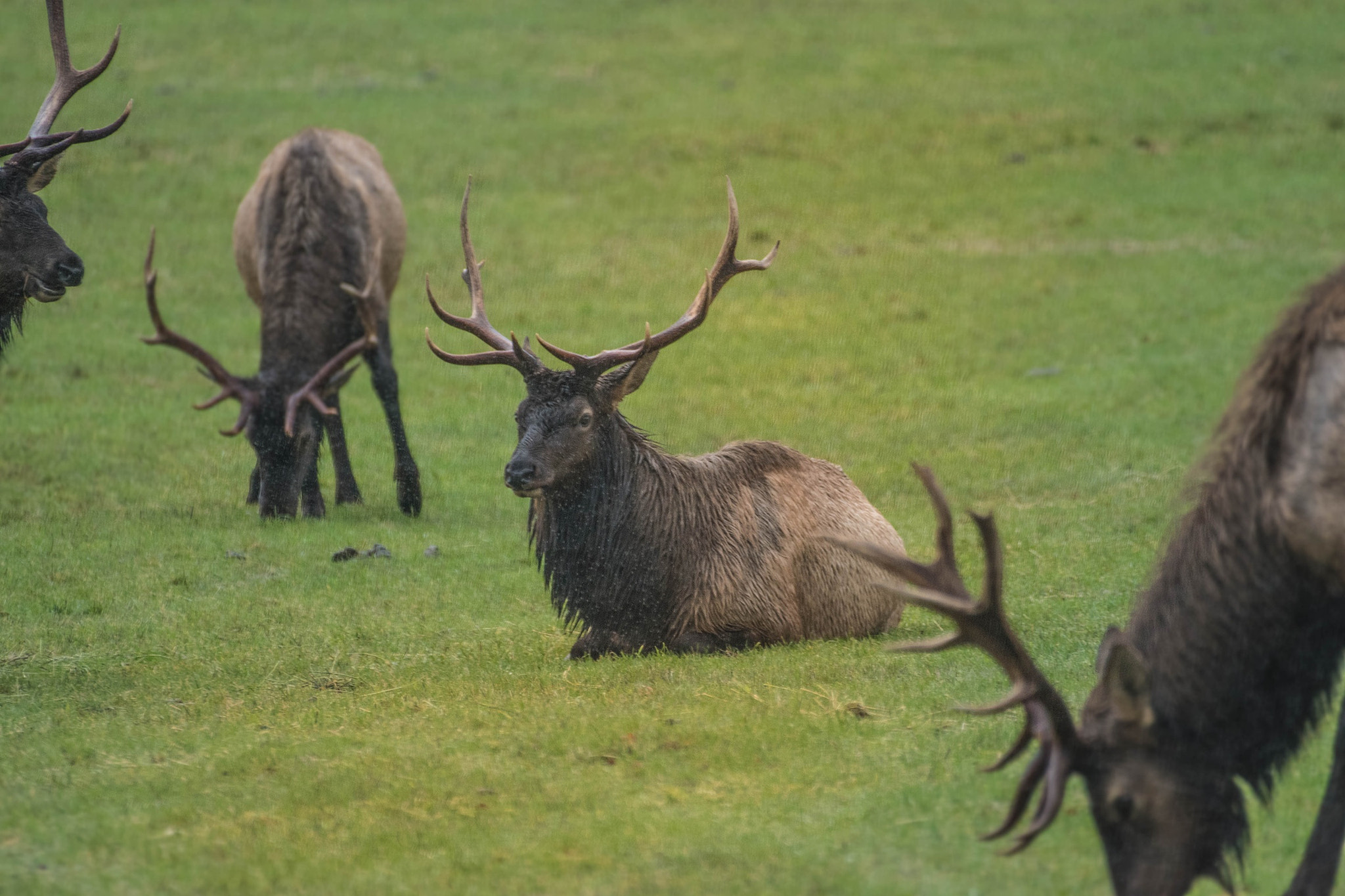 Nikon AF-S Nikkor 200-500mm F5.6E ED VR sample photo. Whole lotta bull.  photography